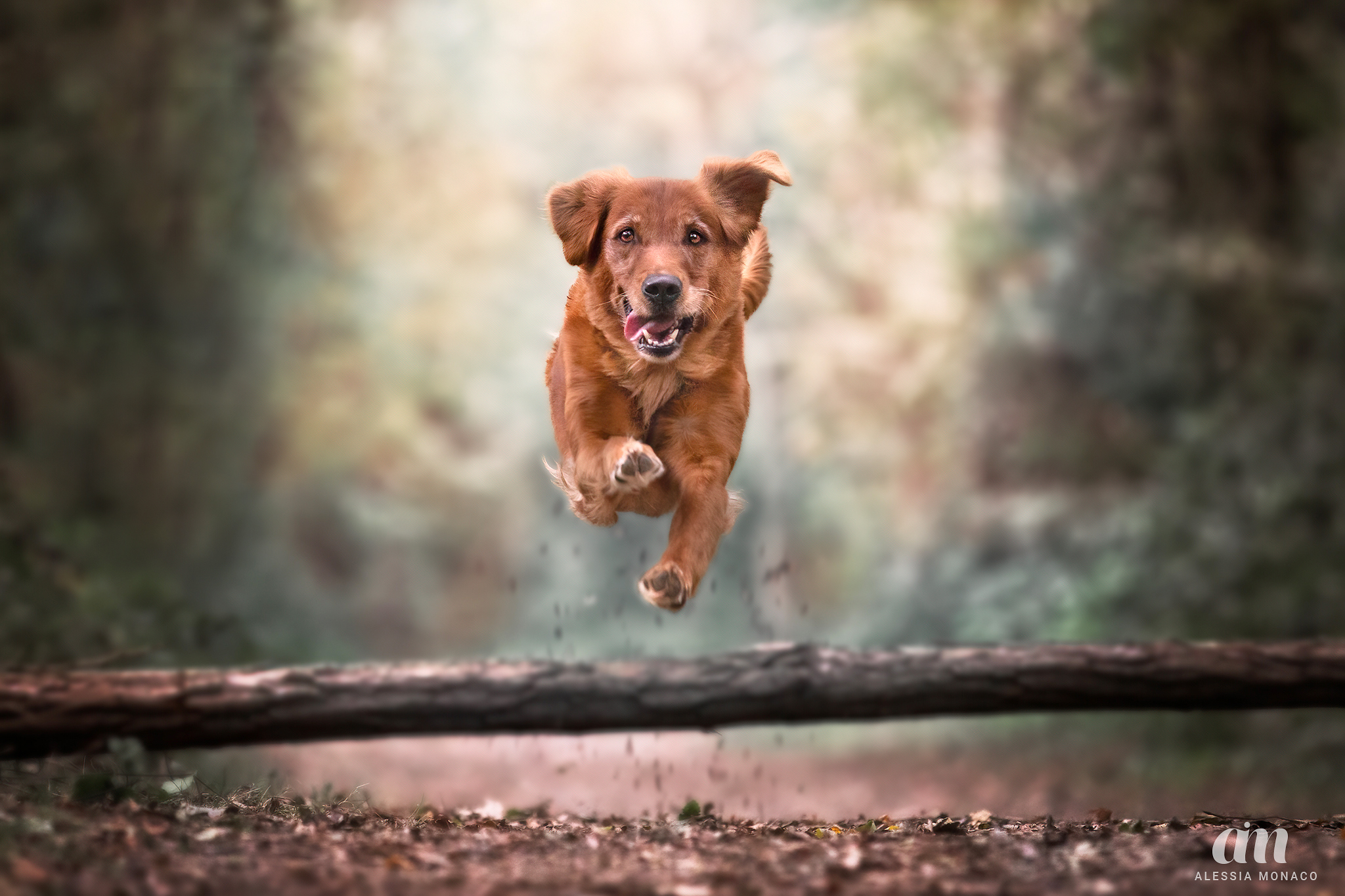 Golden retriever in azione