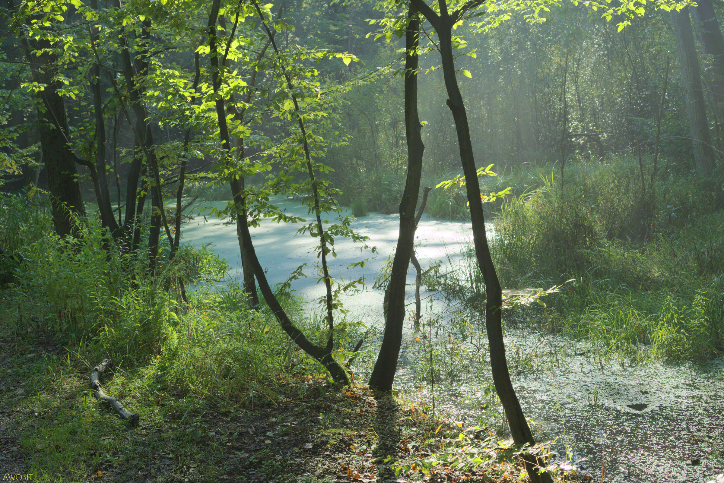 Foresta di Kabaty stagno