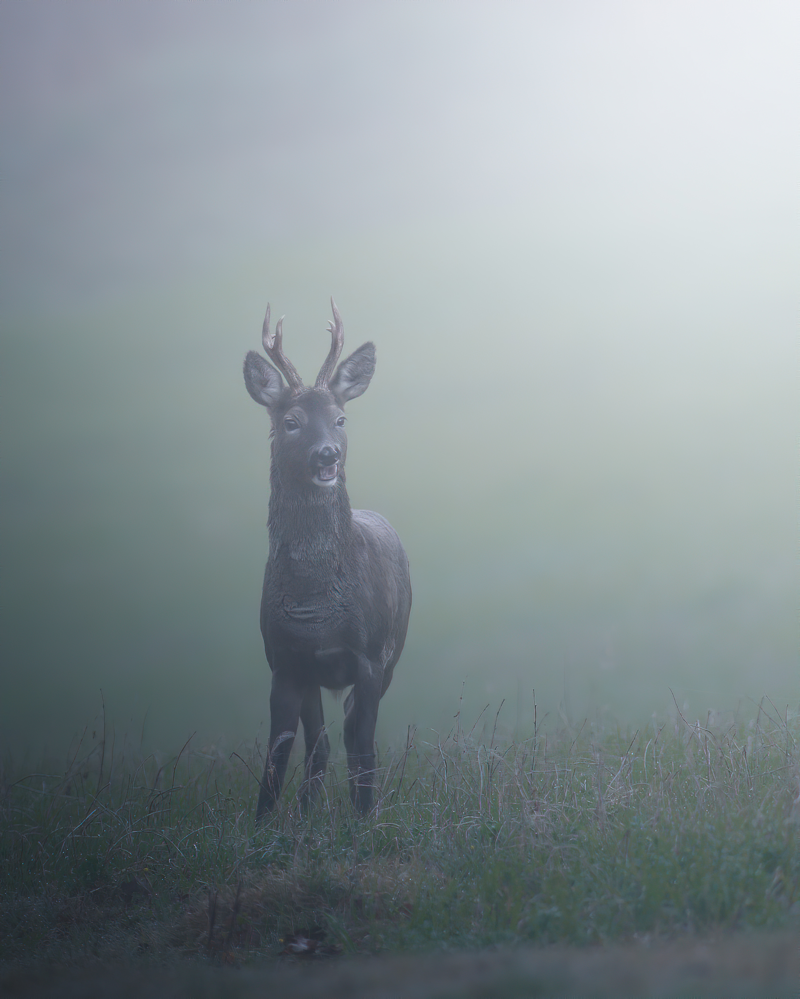 Nella nebbia