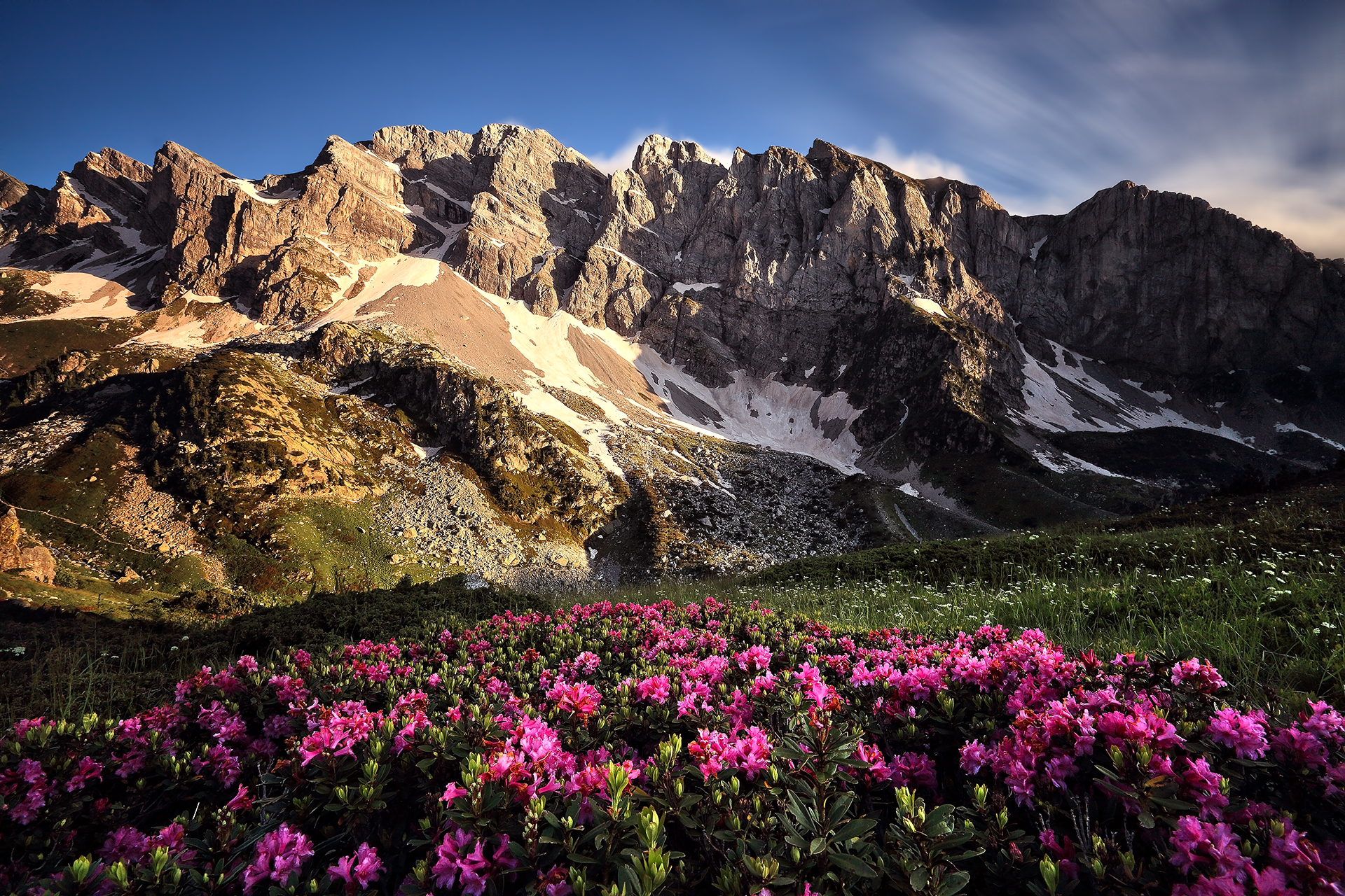 Rhododendrons in front of the Marguareis
