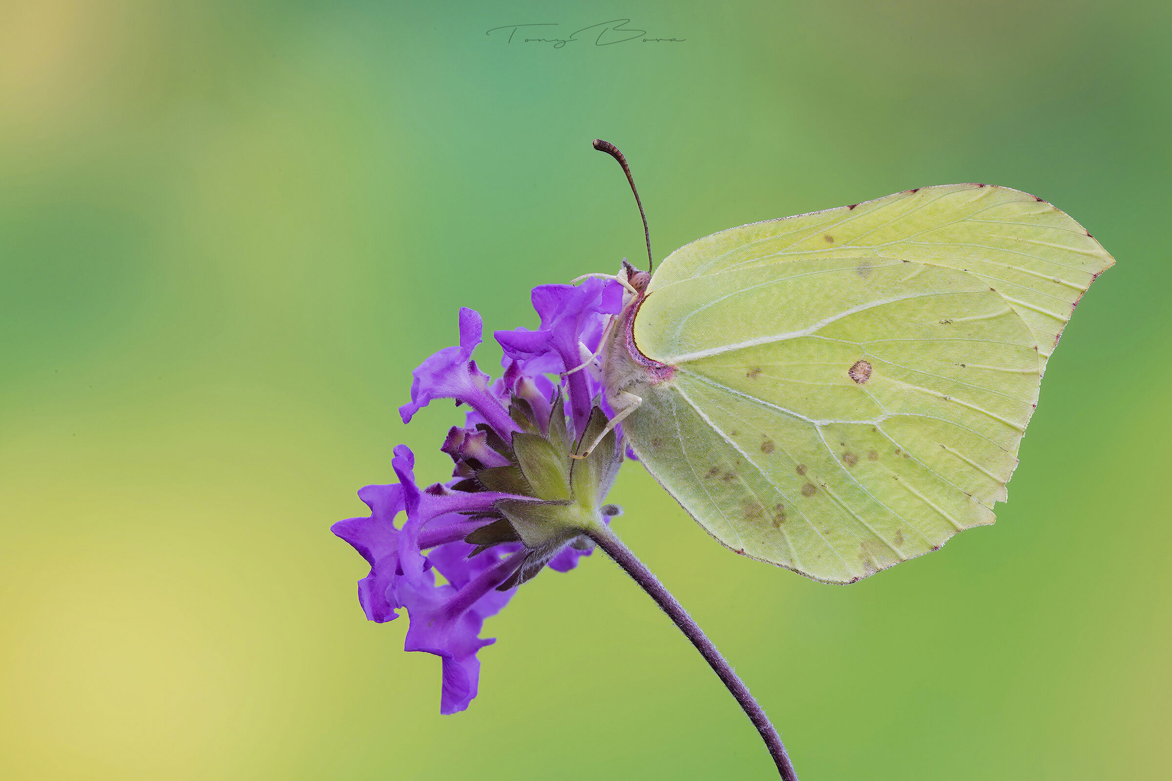 Gonepteryx rhamni 2021