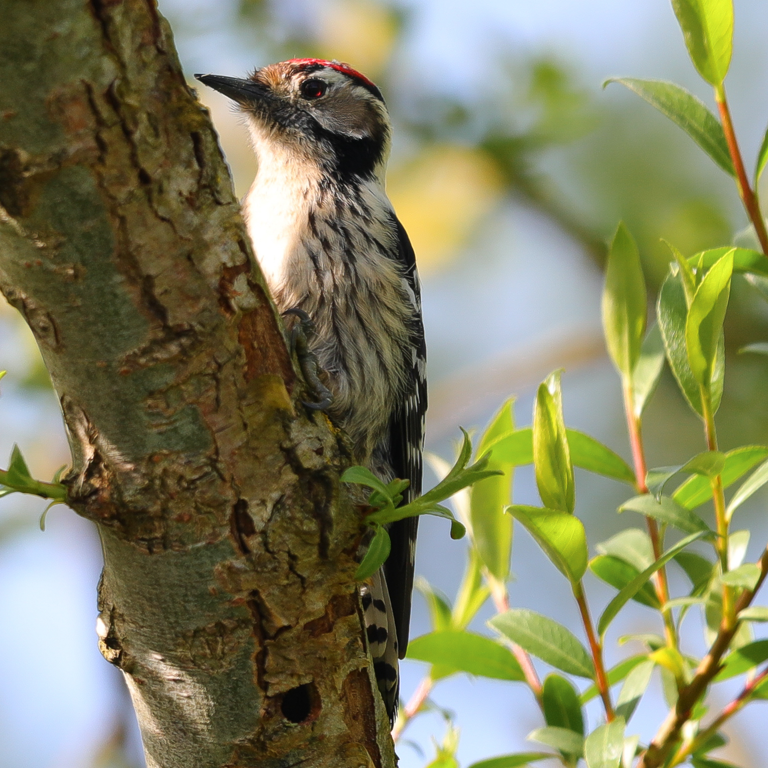 Red Woodpecker