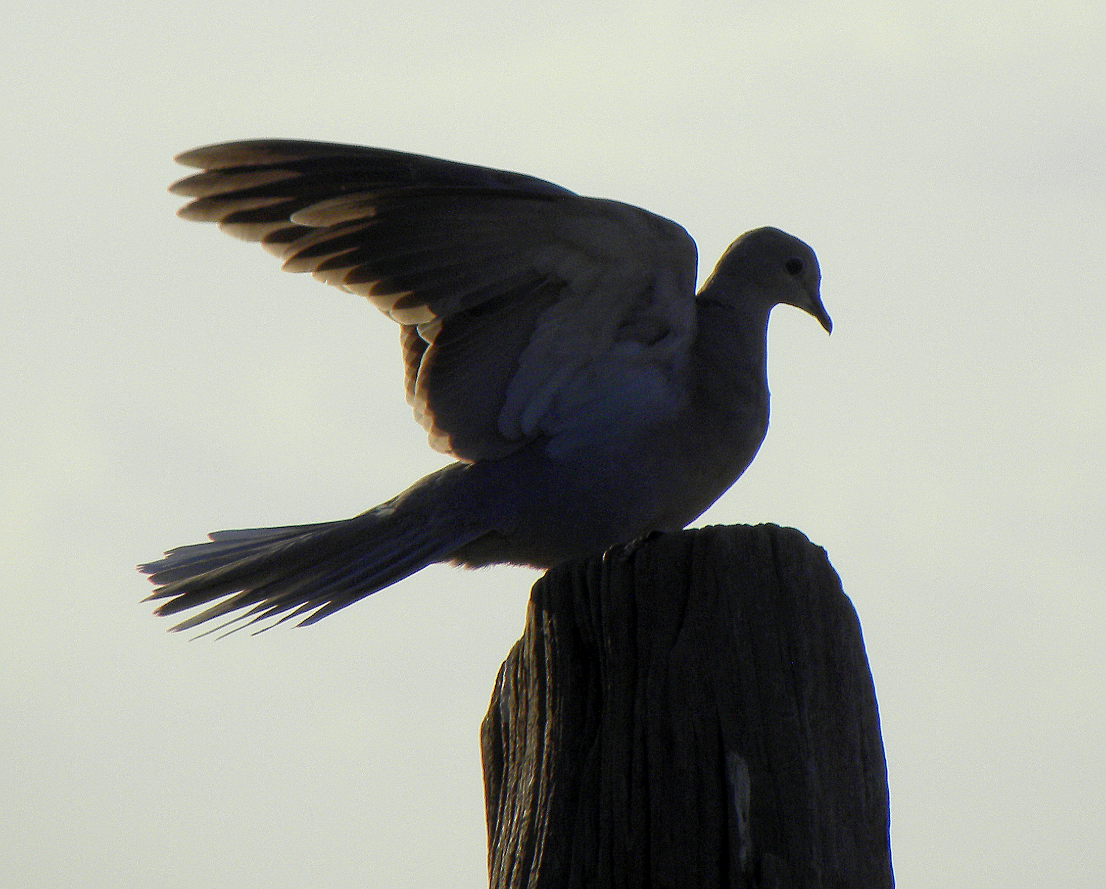 ... every night at 19:30