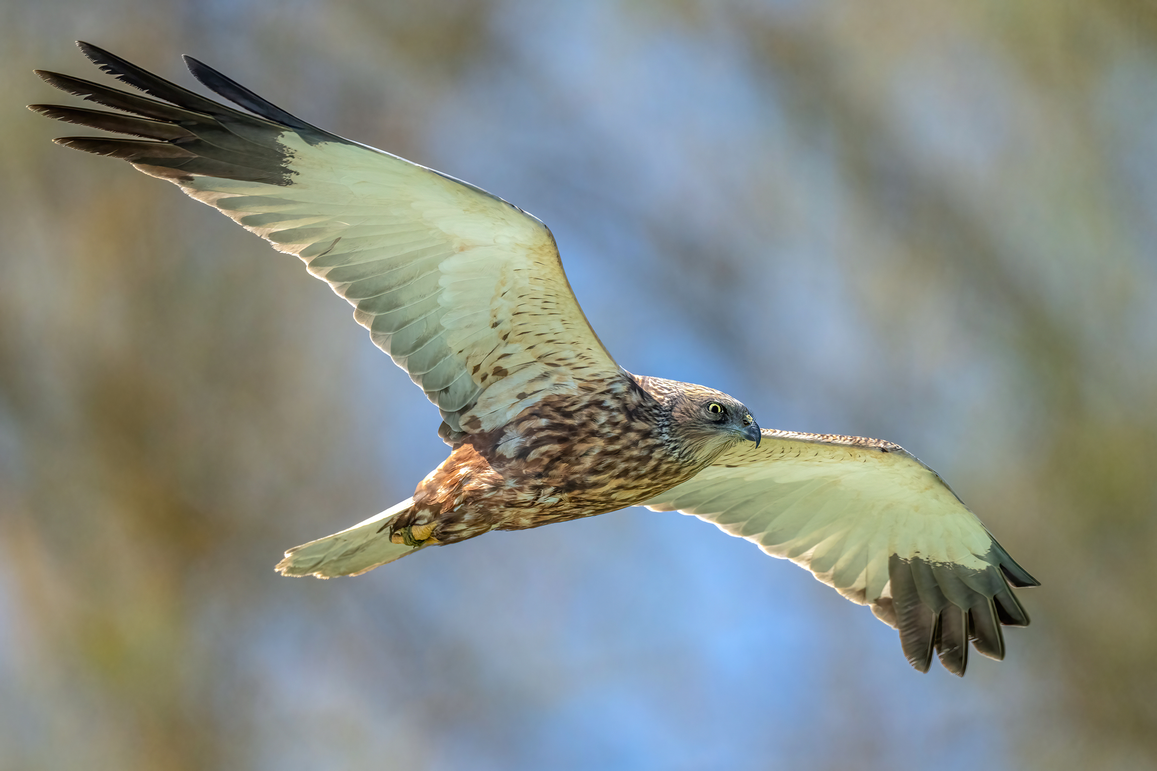 Falco di palude maschio
