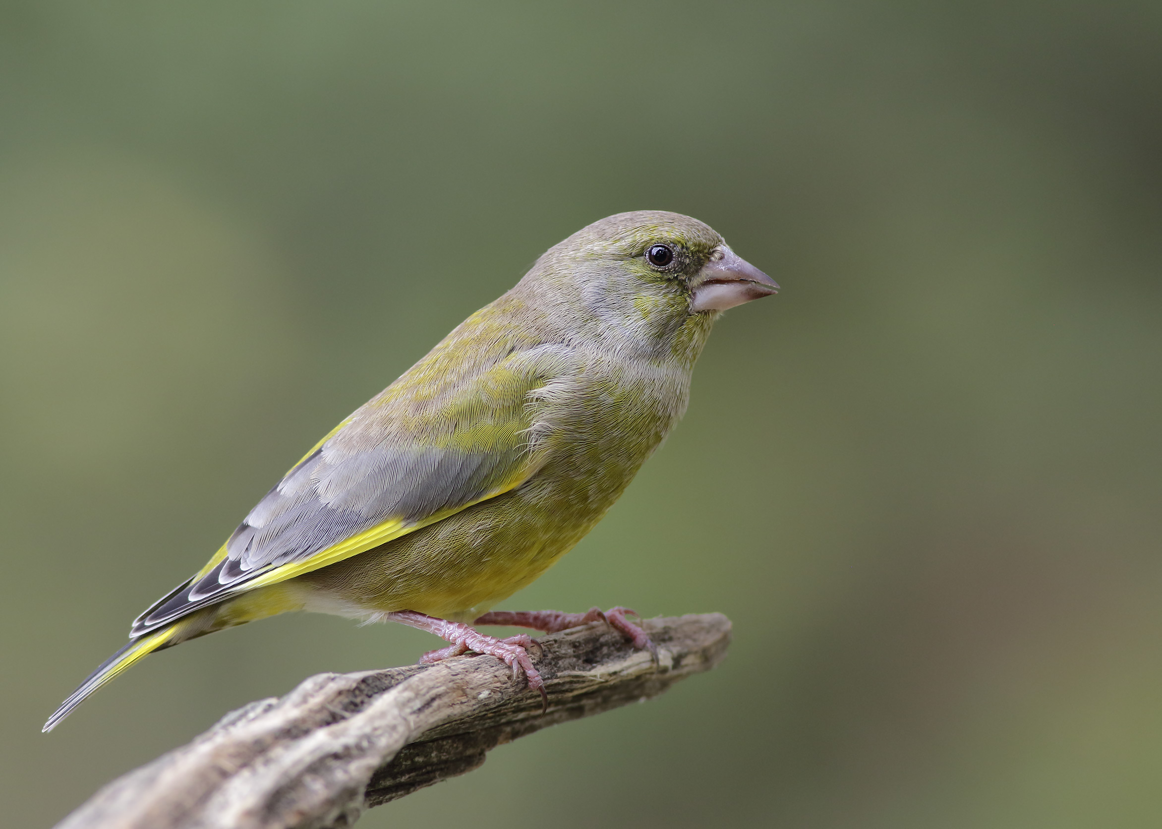 greenfinch