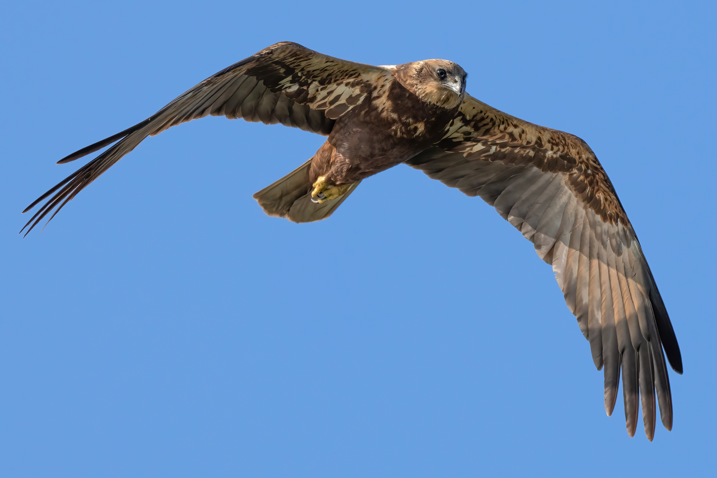 Falco di palude femmina