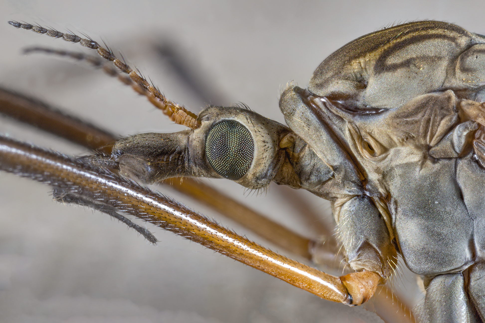 Tipulidae