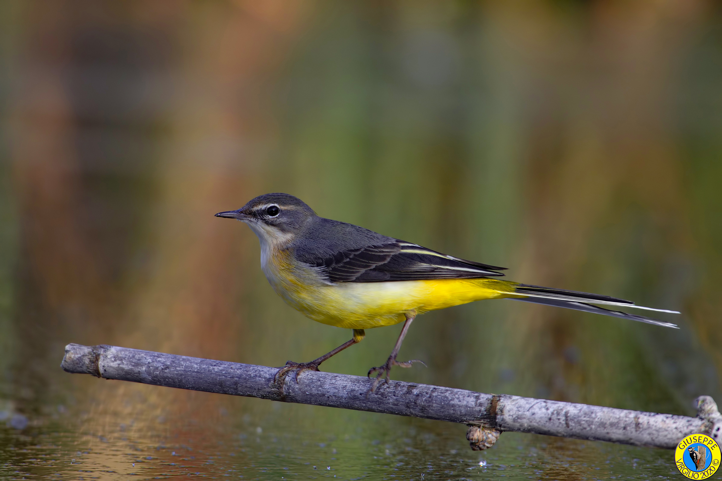 Ballerina Gialla (Sardegna) 2020)