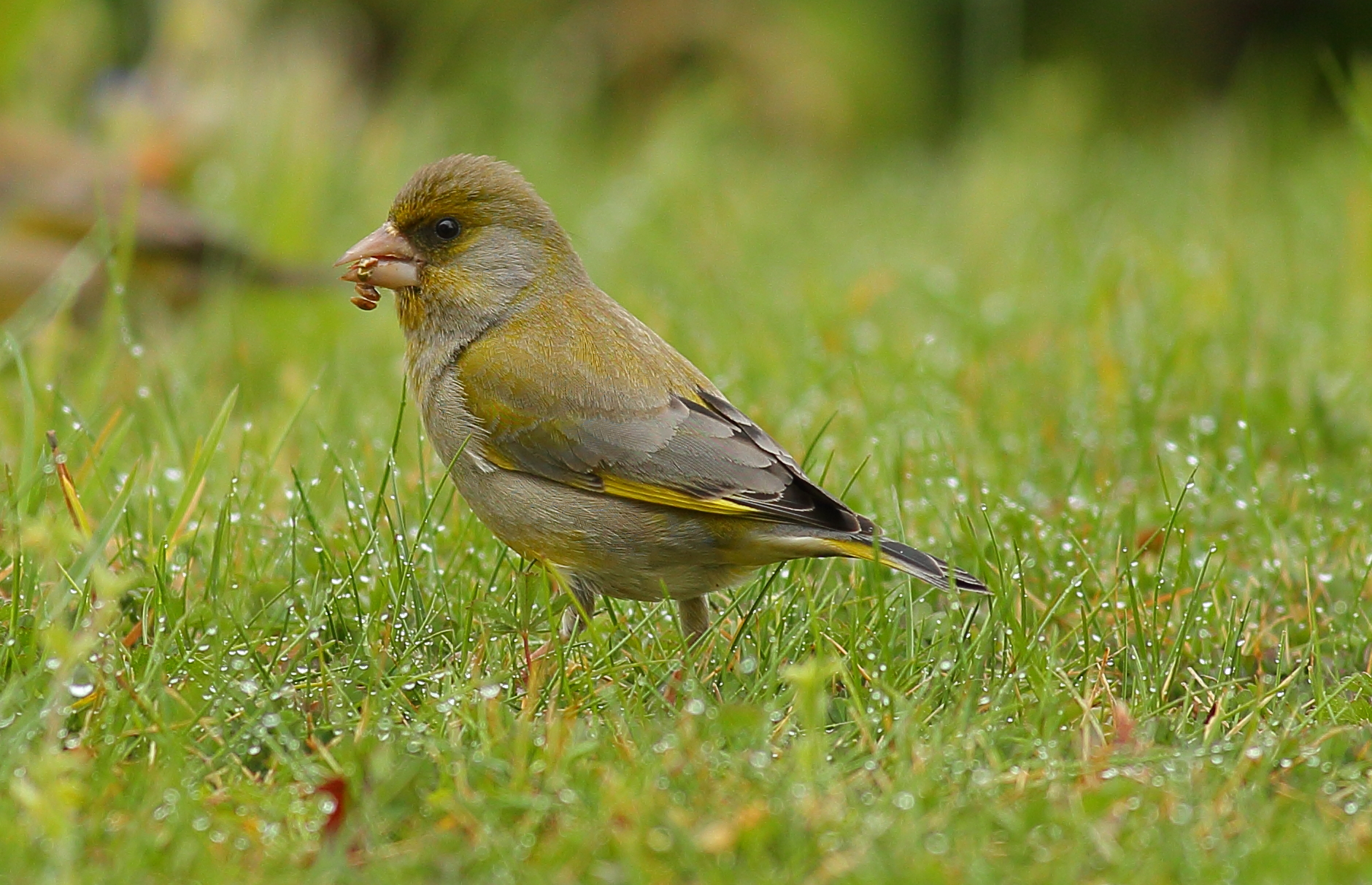 greenfinch