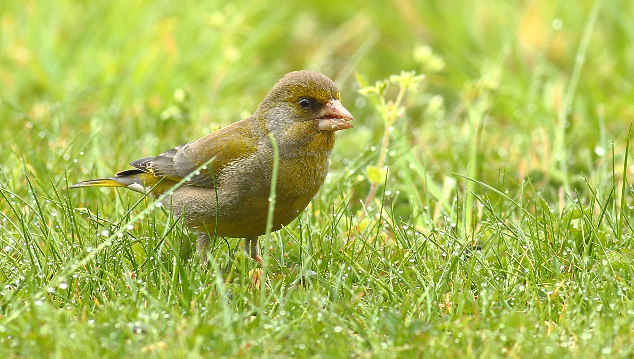 greenfinch