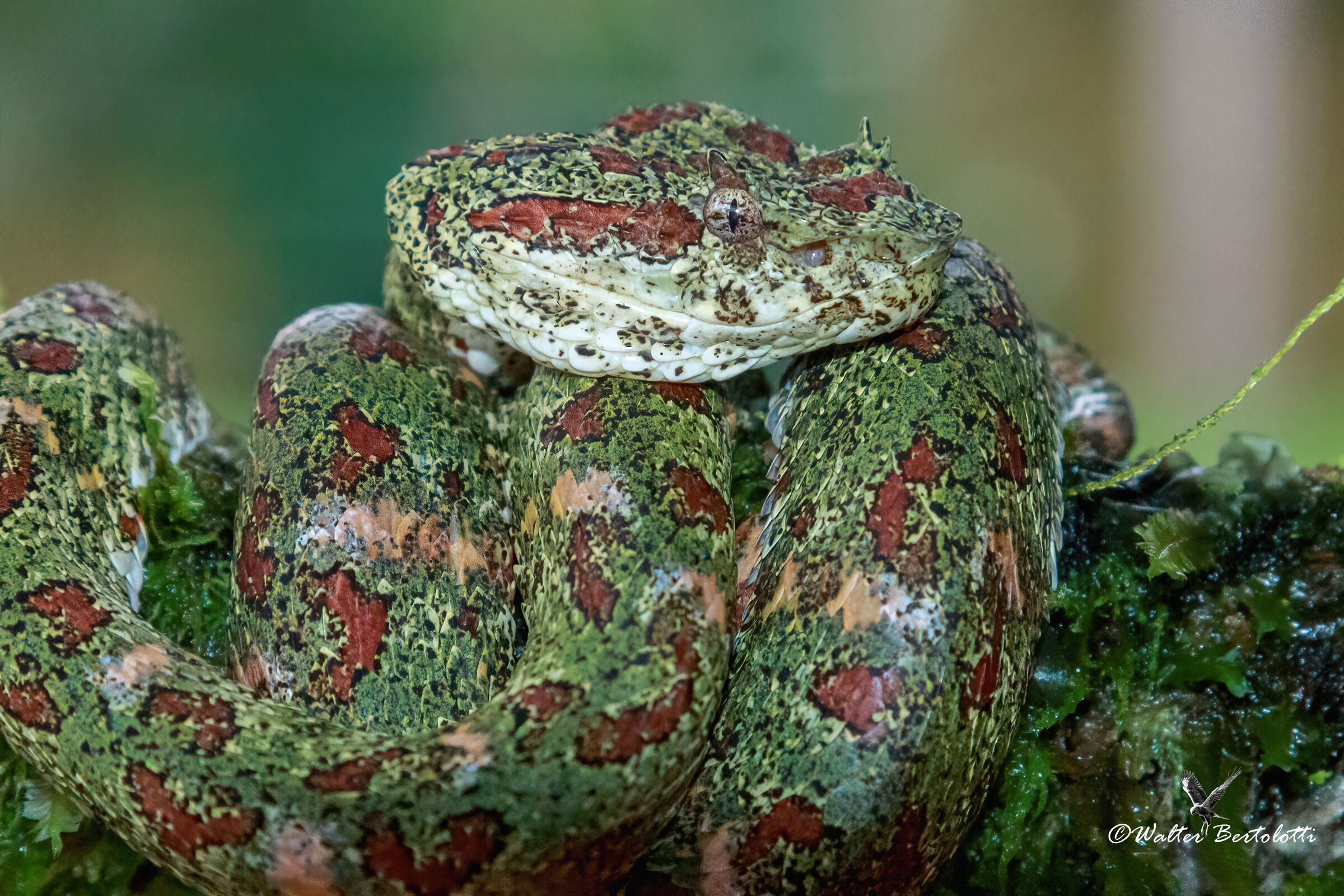 Vipera dalle ciglia