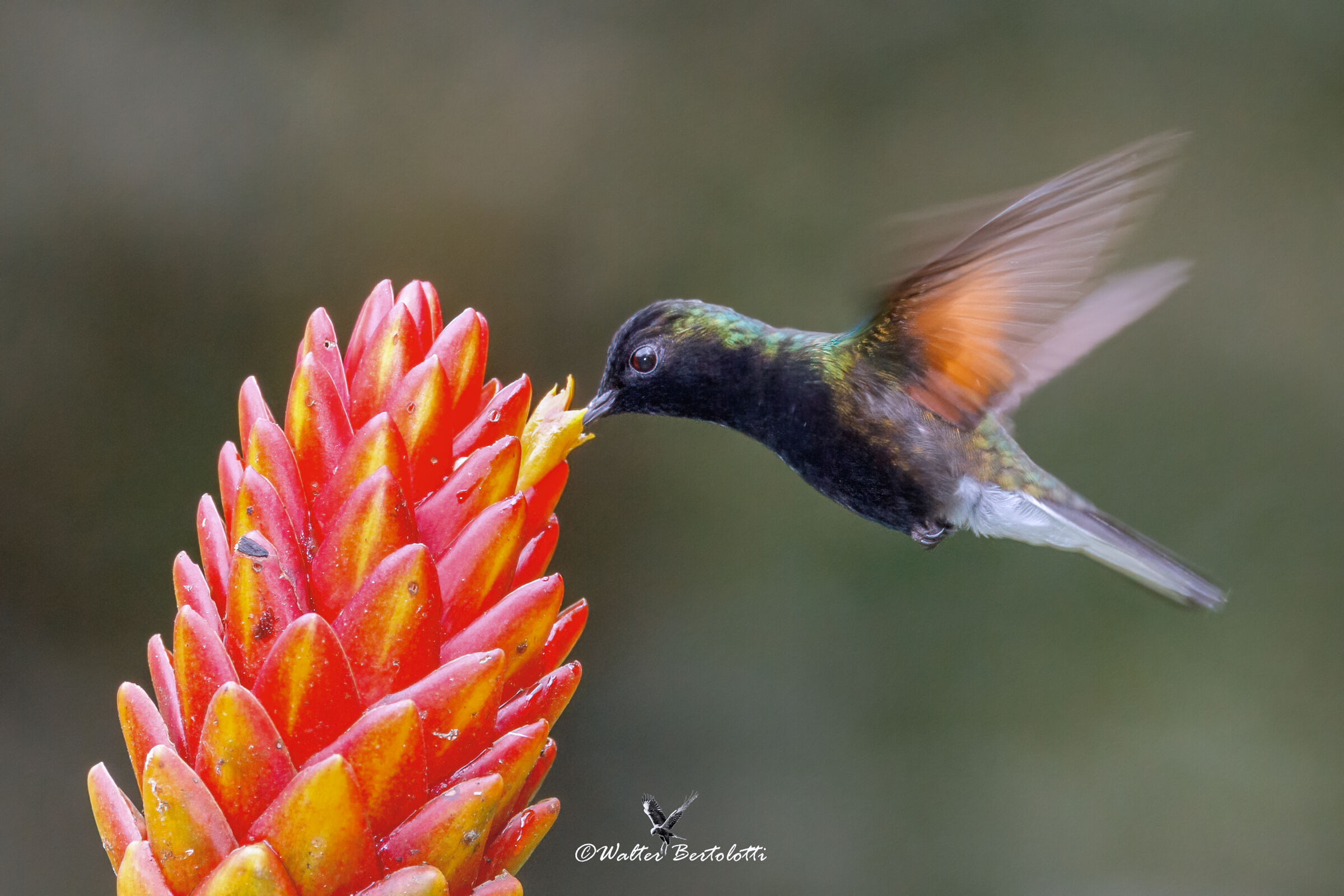 un piccolo battito d'ali