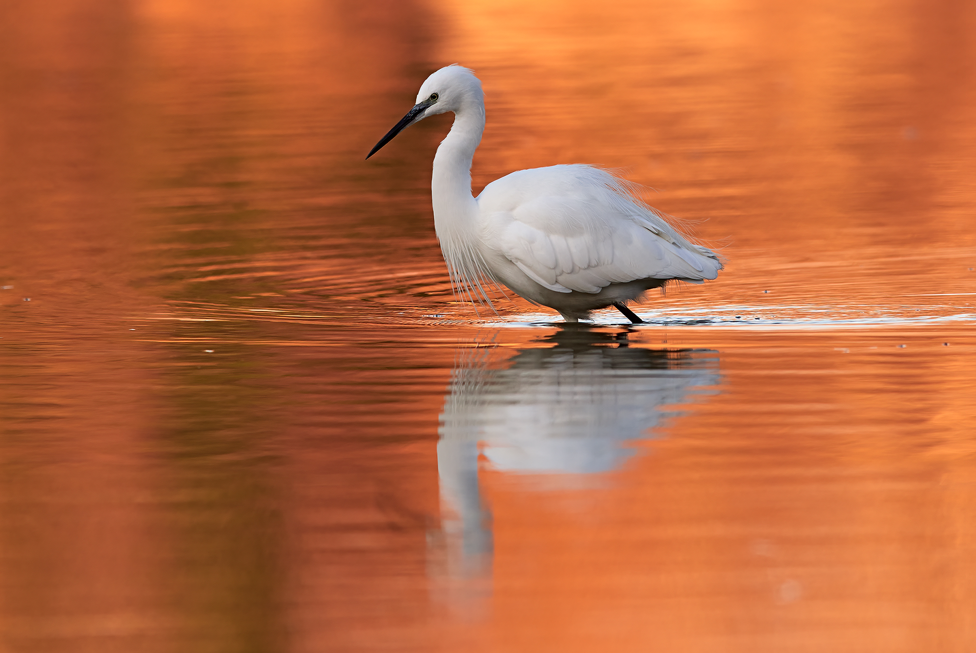 egret