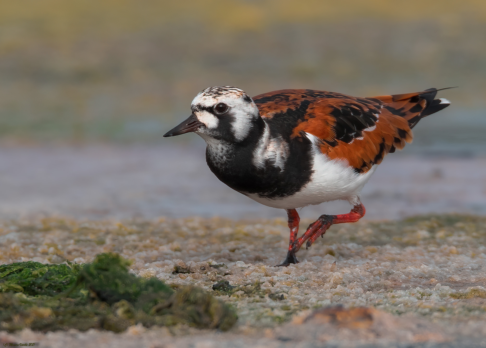 Voltapietre (Arenaria interpres)