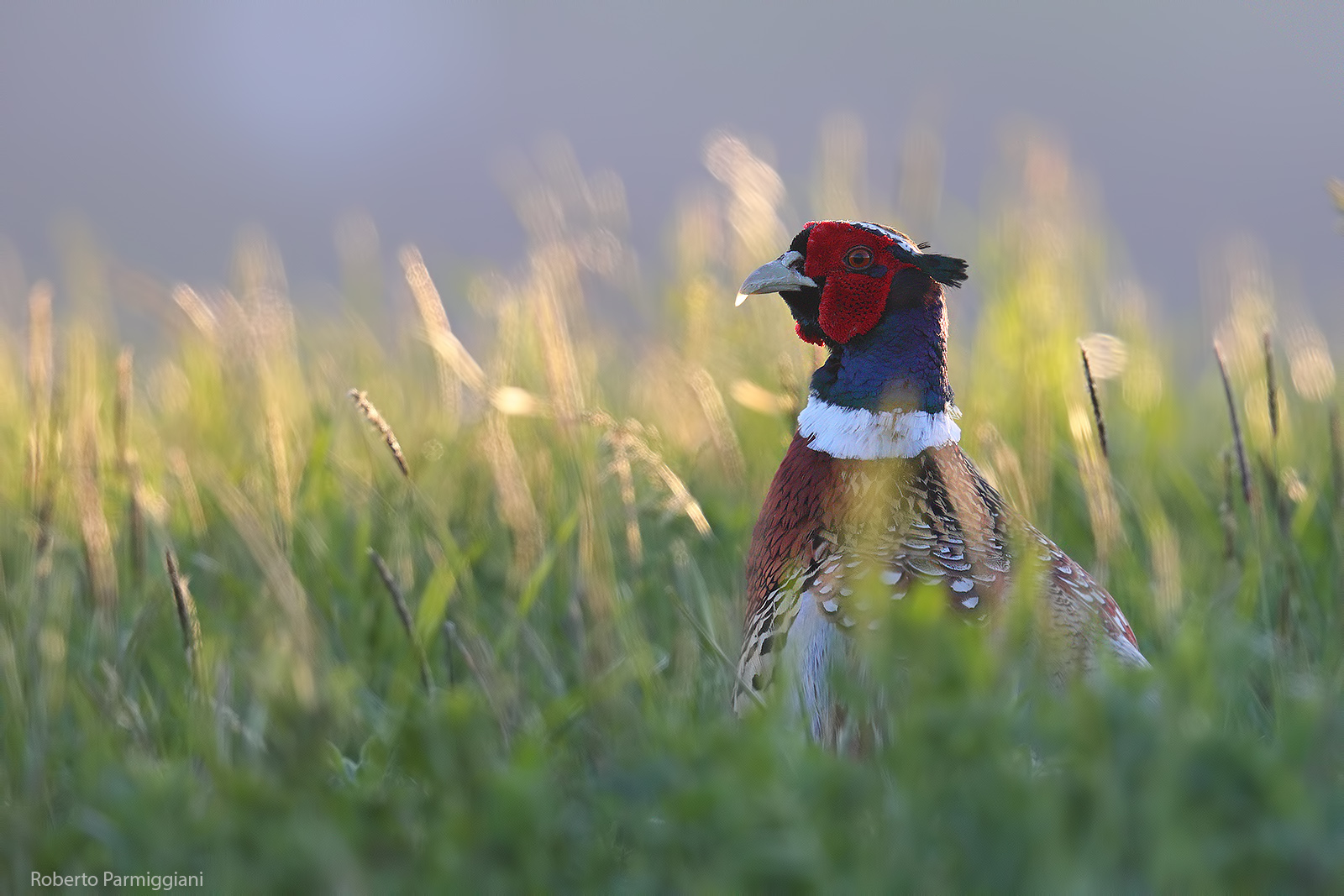 Fagiano in back light