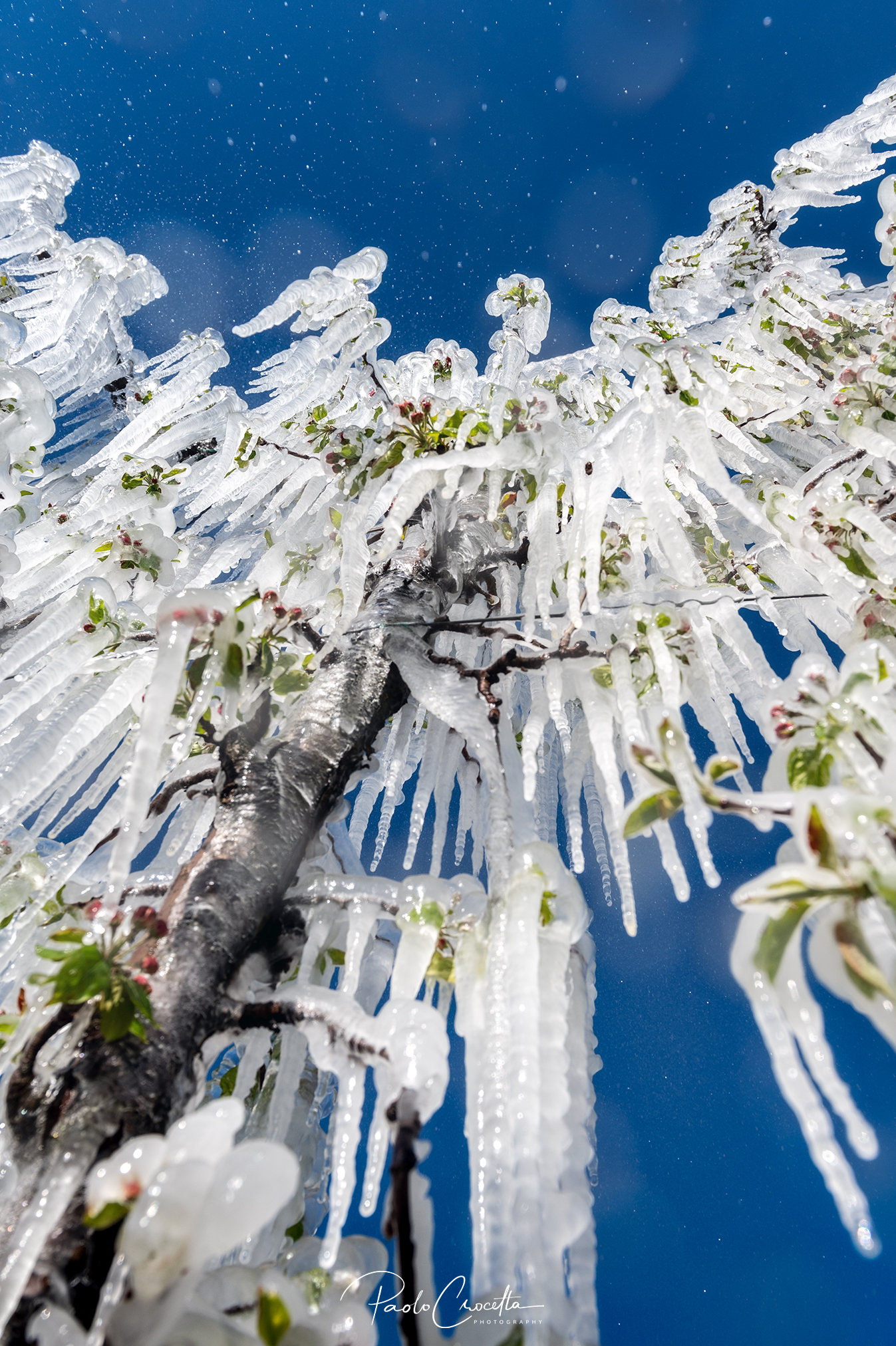 Antibrine watering on apple