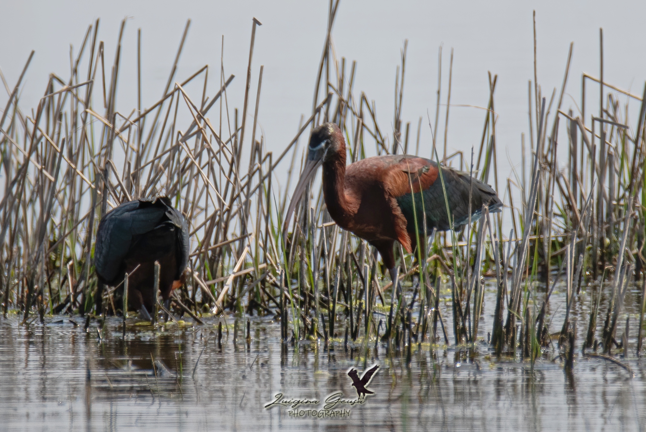 glossy ibis