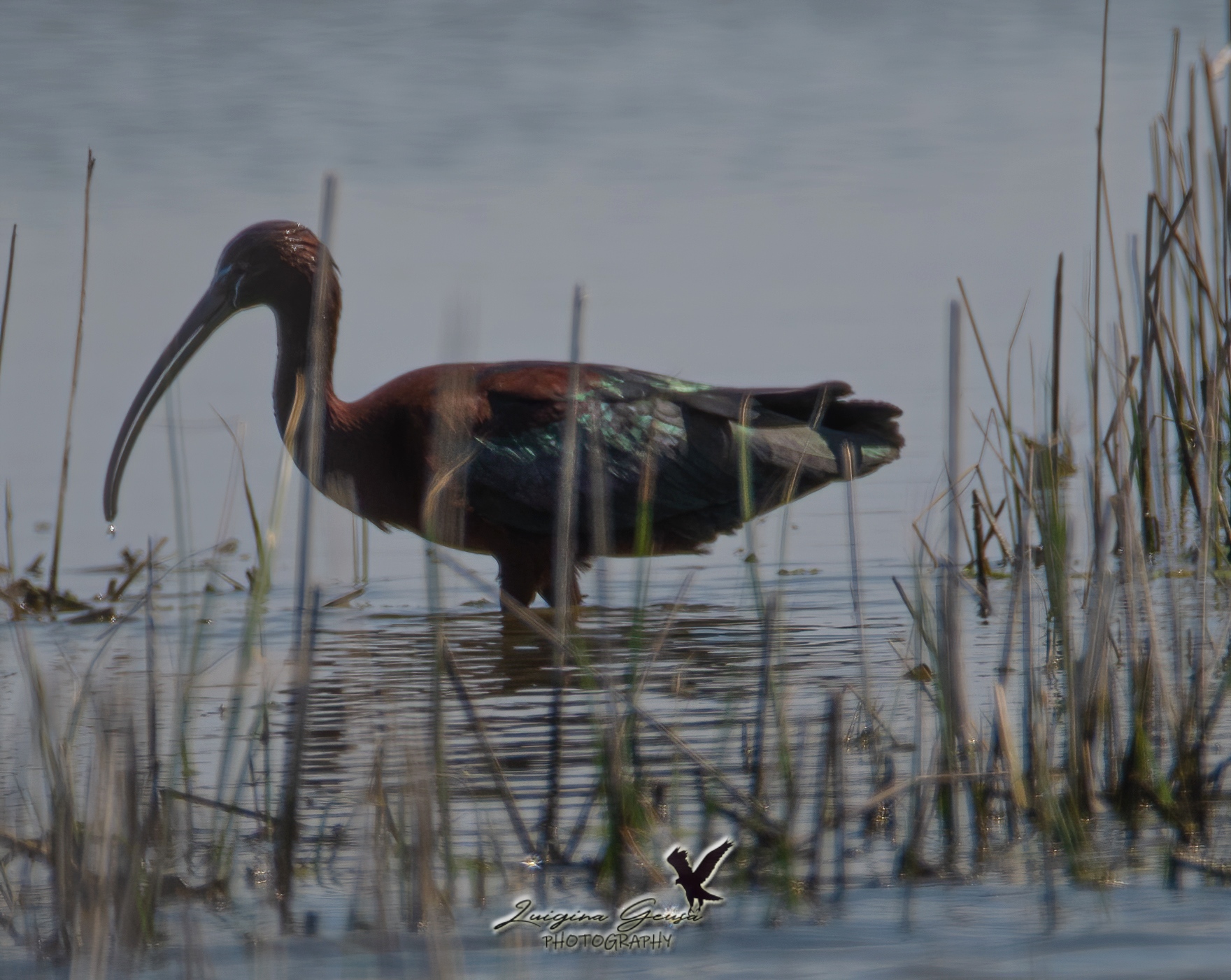 glossy ibis