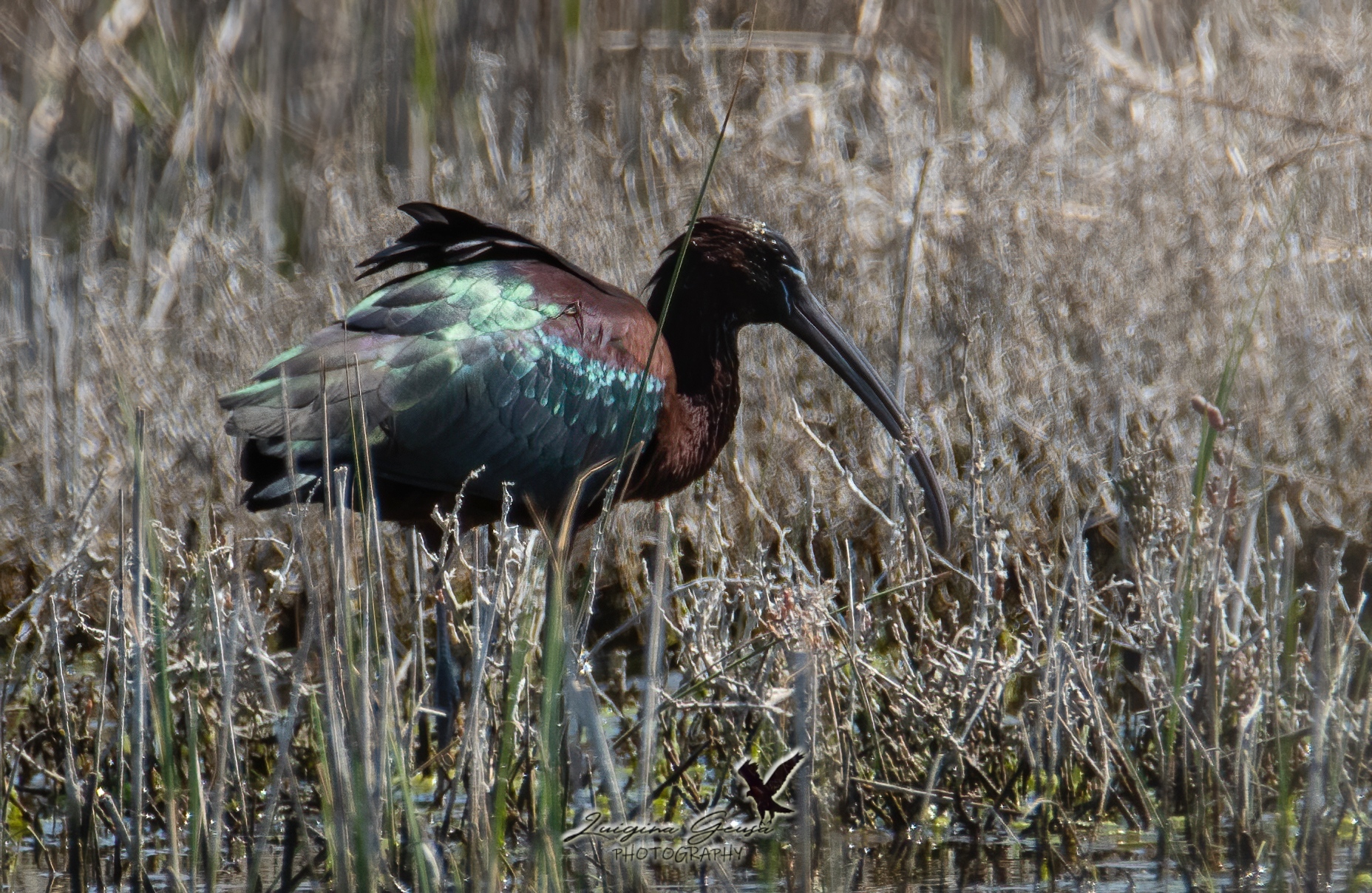 glossy ibis