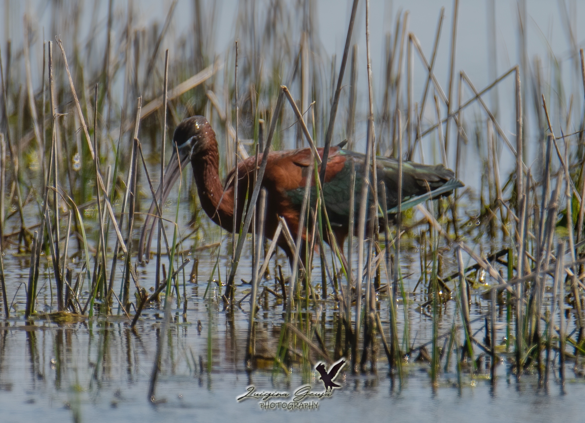 glossy ibis