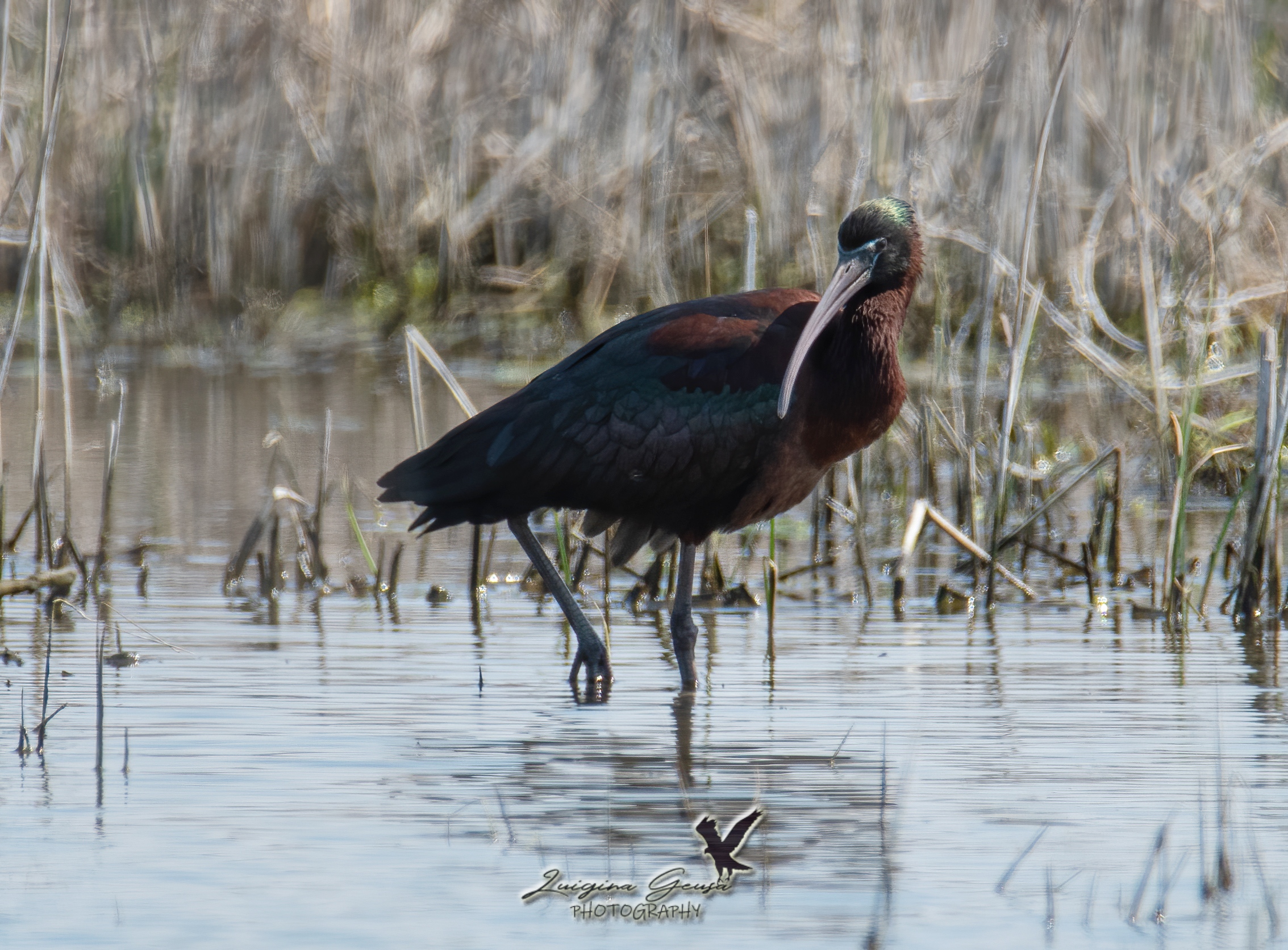 glossy ibis