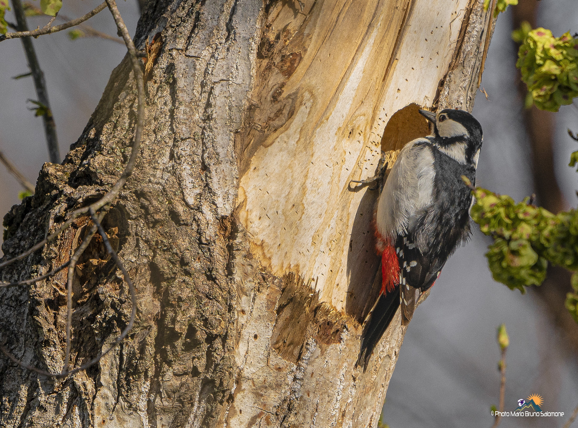 Sull'uscio di casa. Picchio rosso maggiore