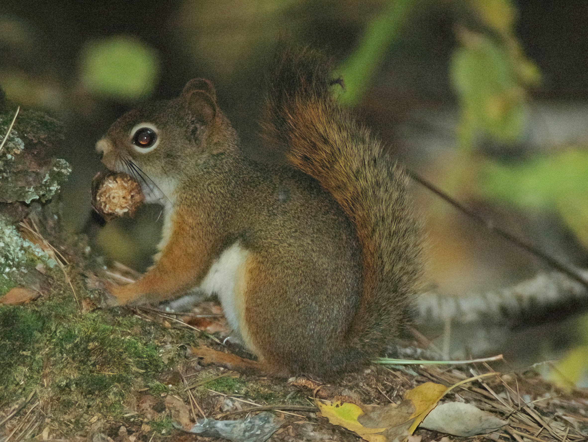 red squirrel