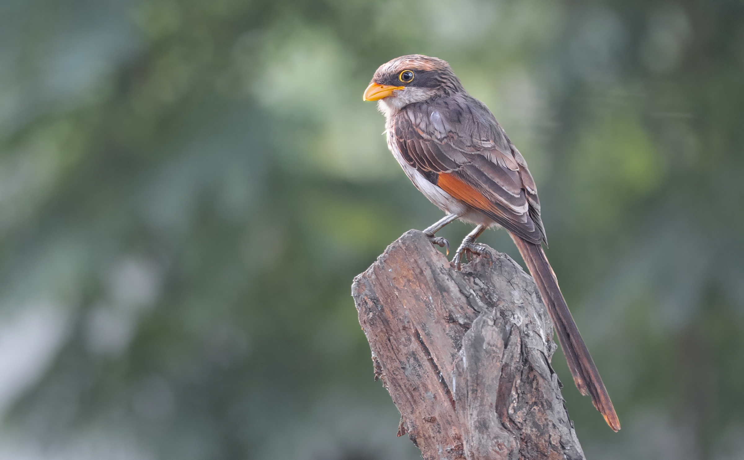 shrike dal becco giallo