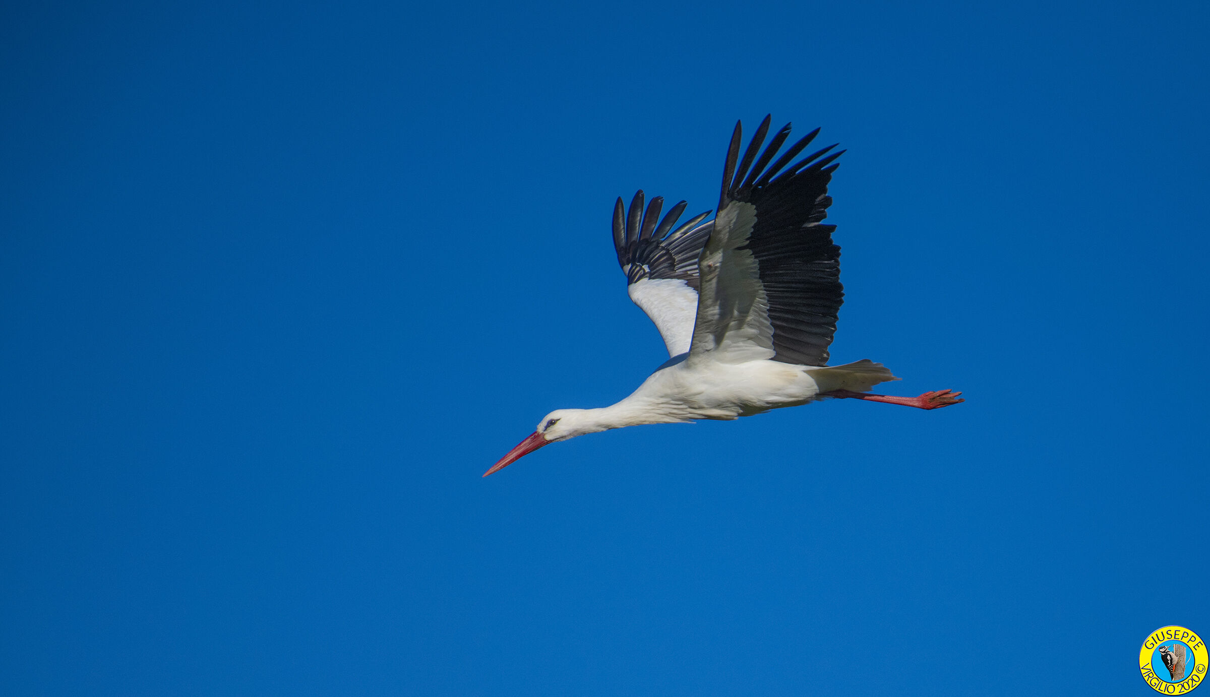 Cicogna Bianca (Sardegna) 2021