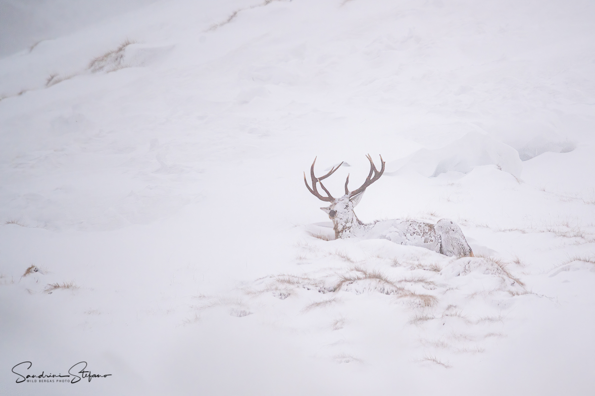 Deer in the Blizzard