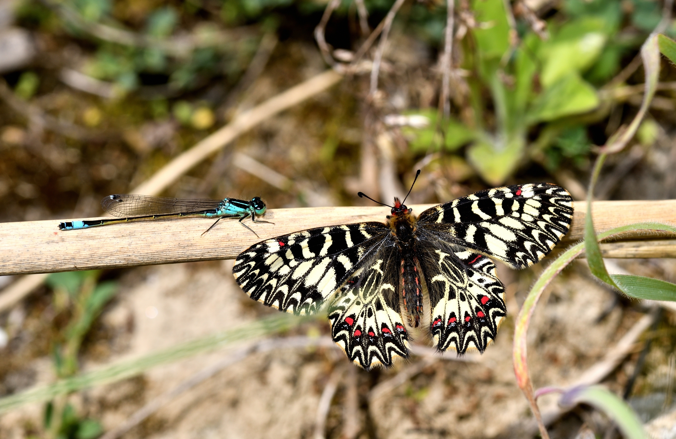 una strana coppia...