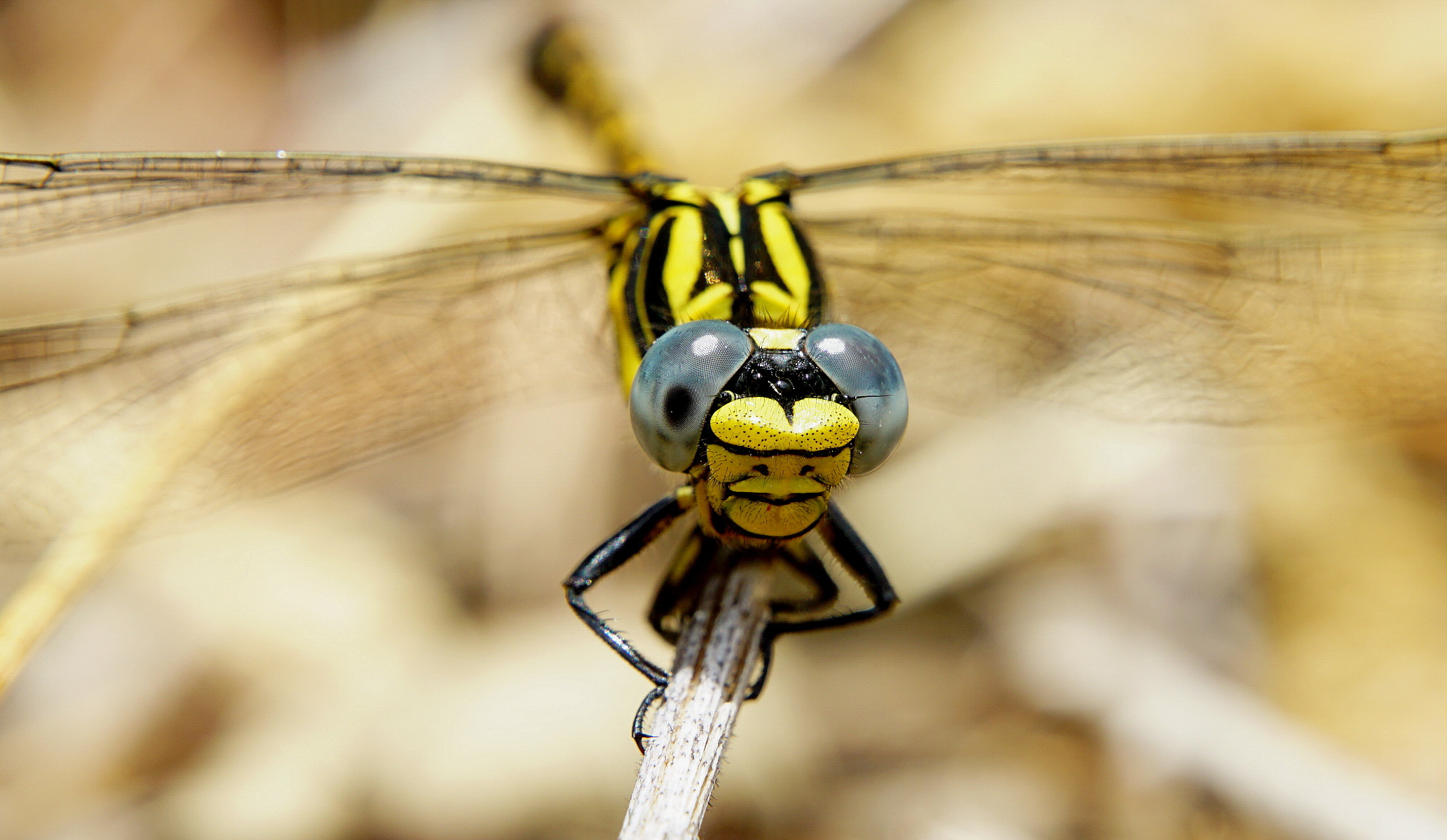 e' inutile che mi schiacci l'occhio!!!!!