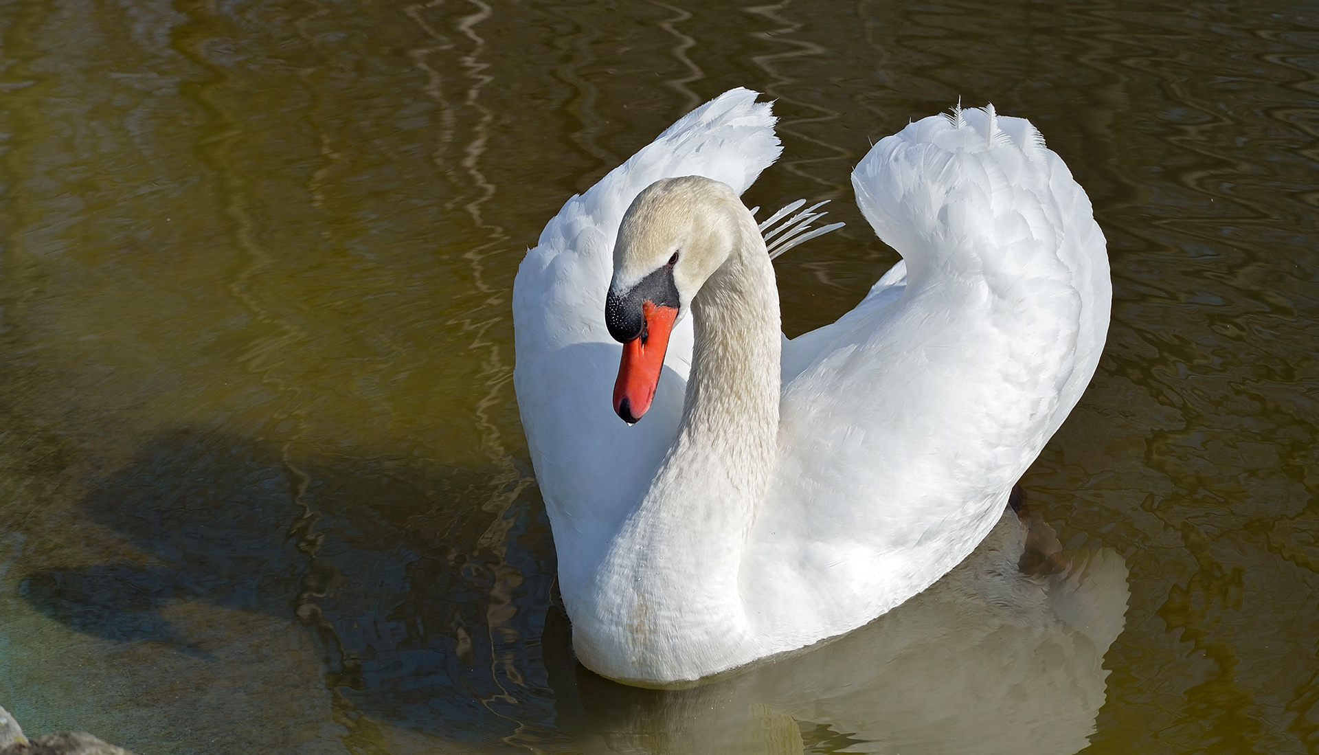 cigno
