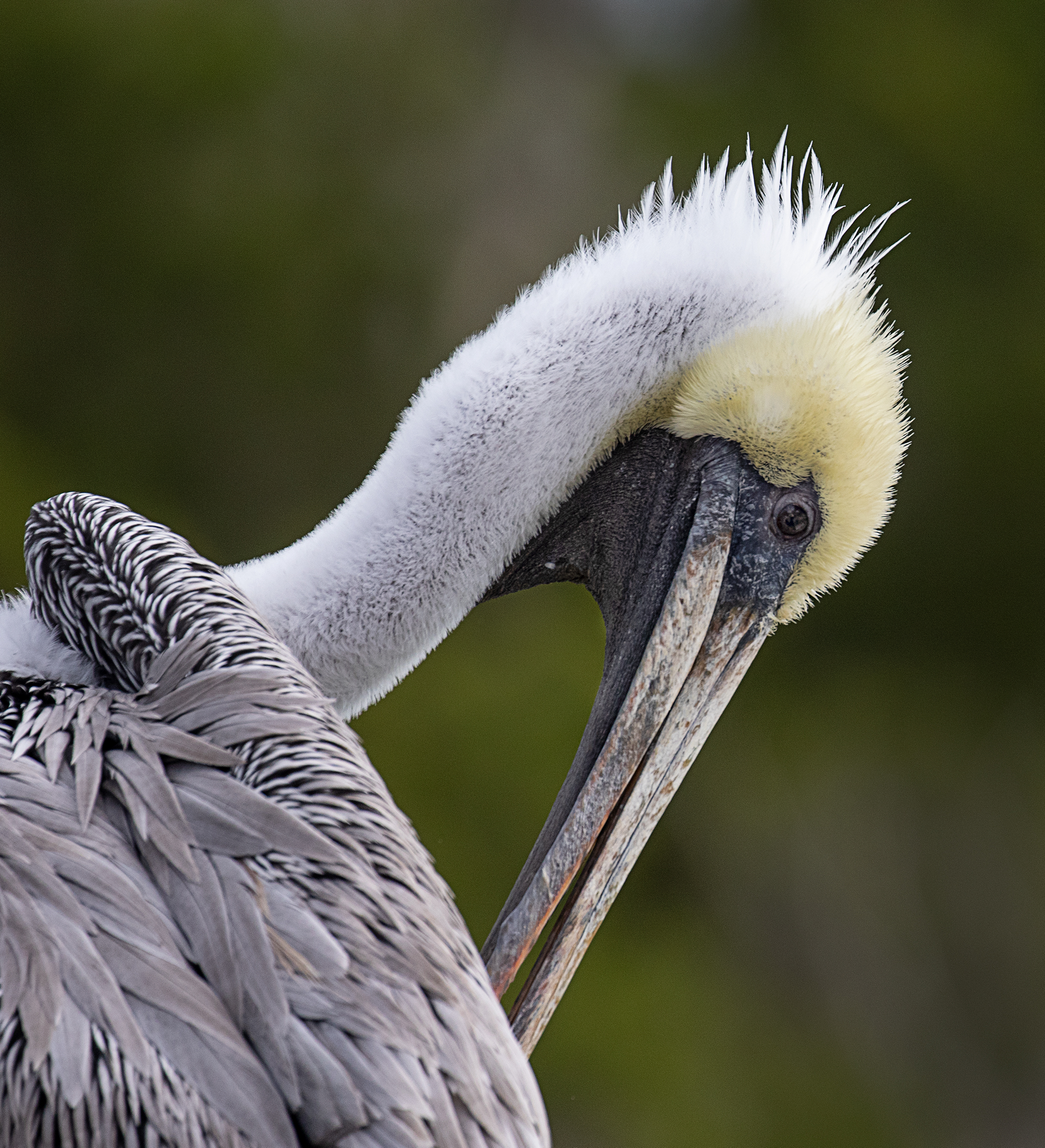Portrait of a Brown Pelican.