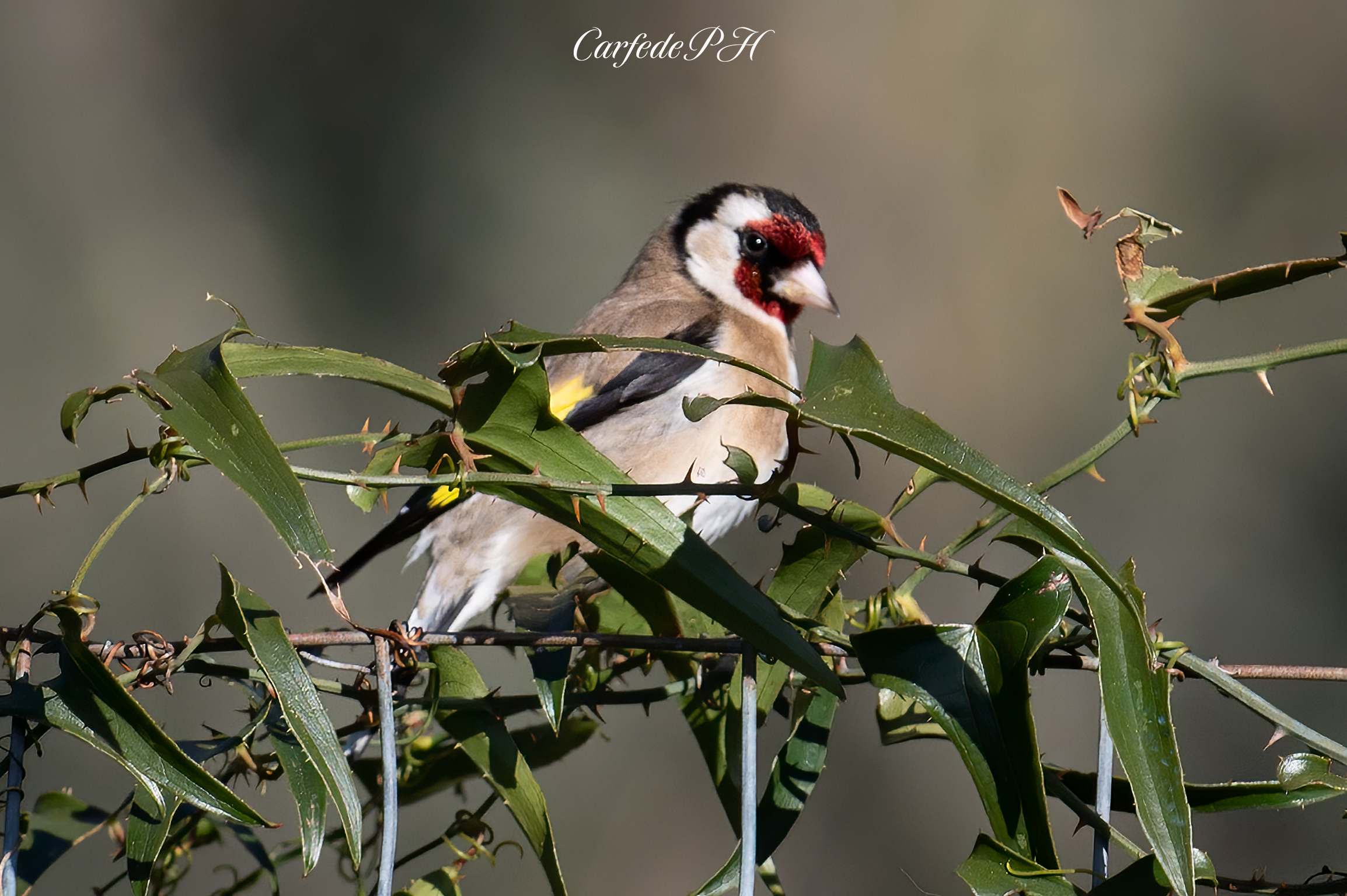 goldfinch