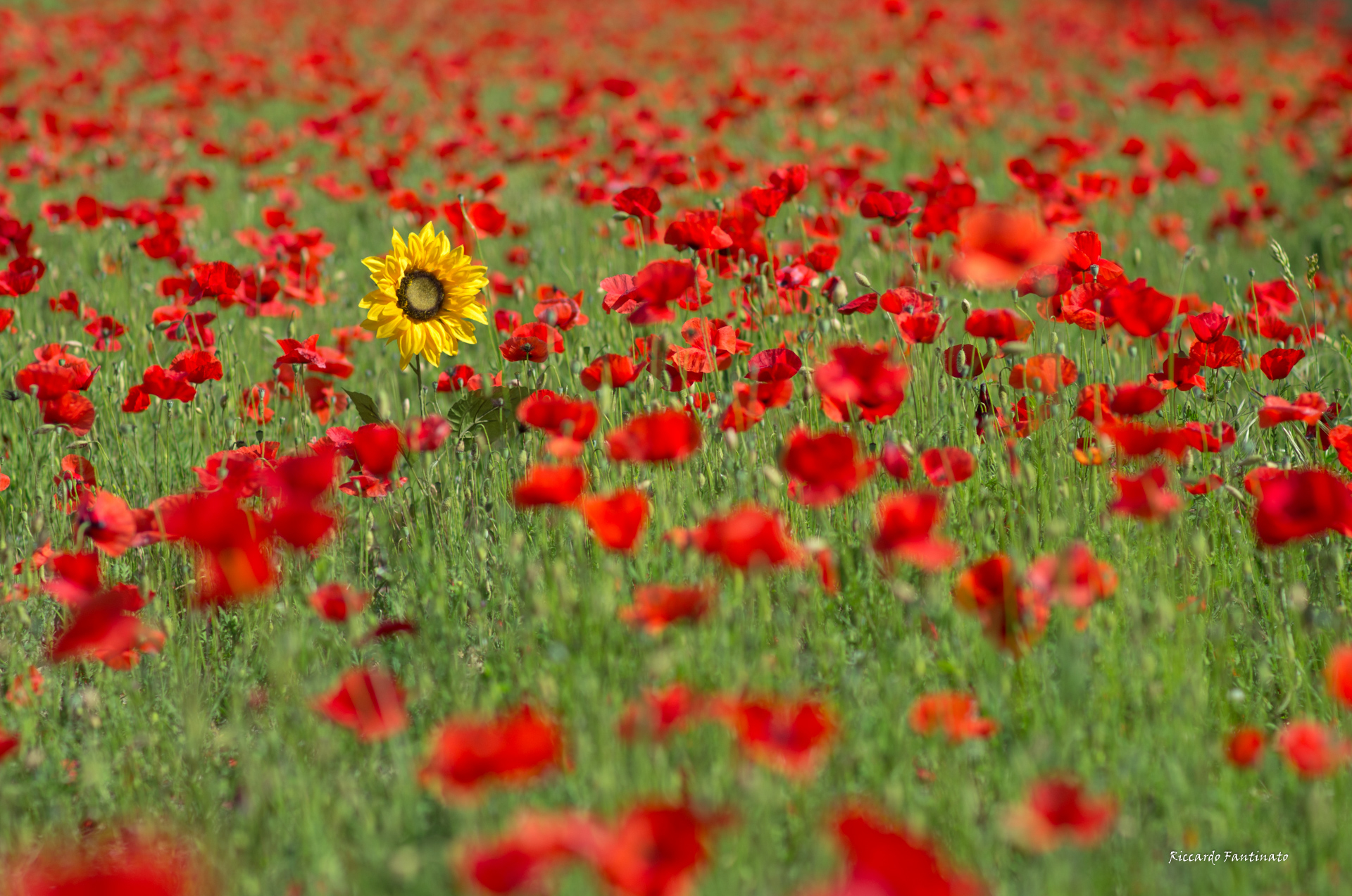 la solita "pecora nera" :)