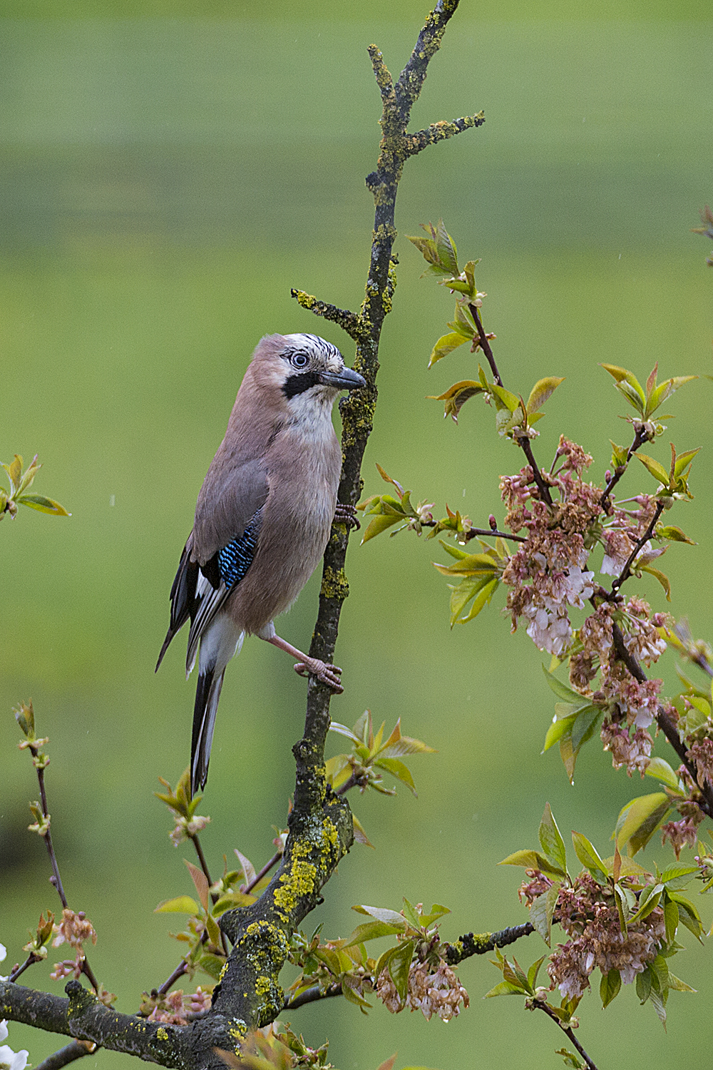 jay