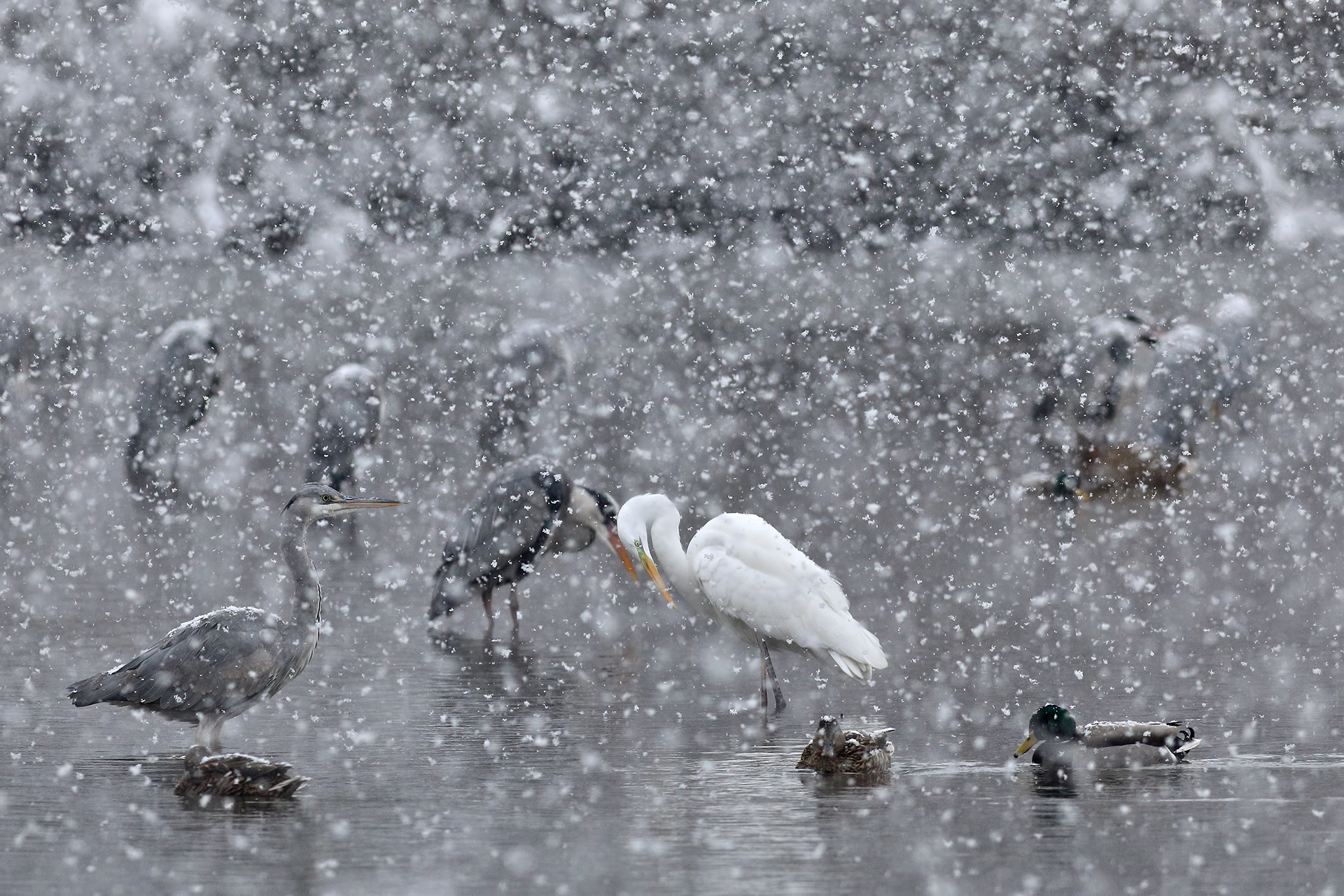Crowding the river