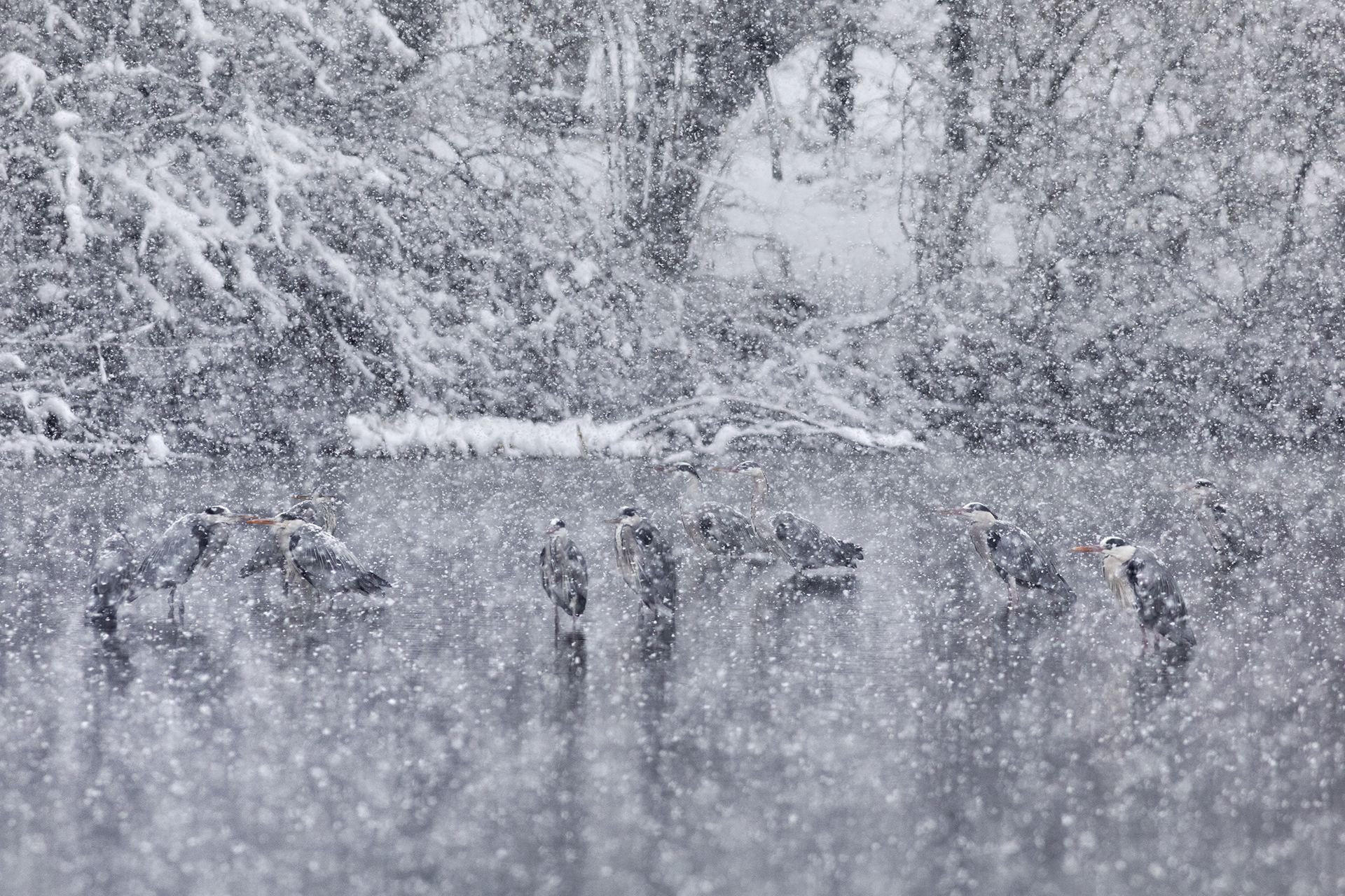 Cenerini in the Blizzard