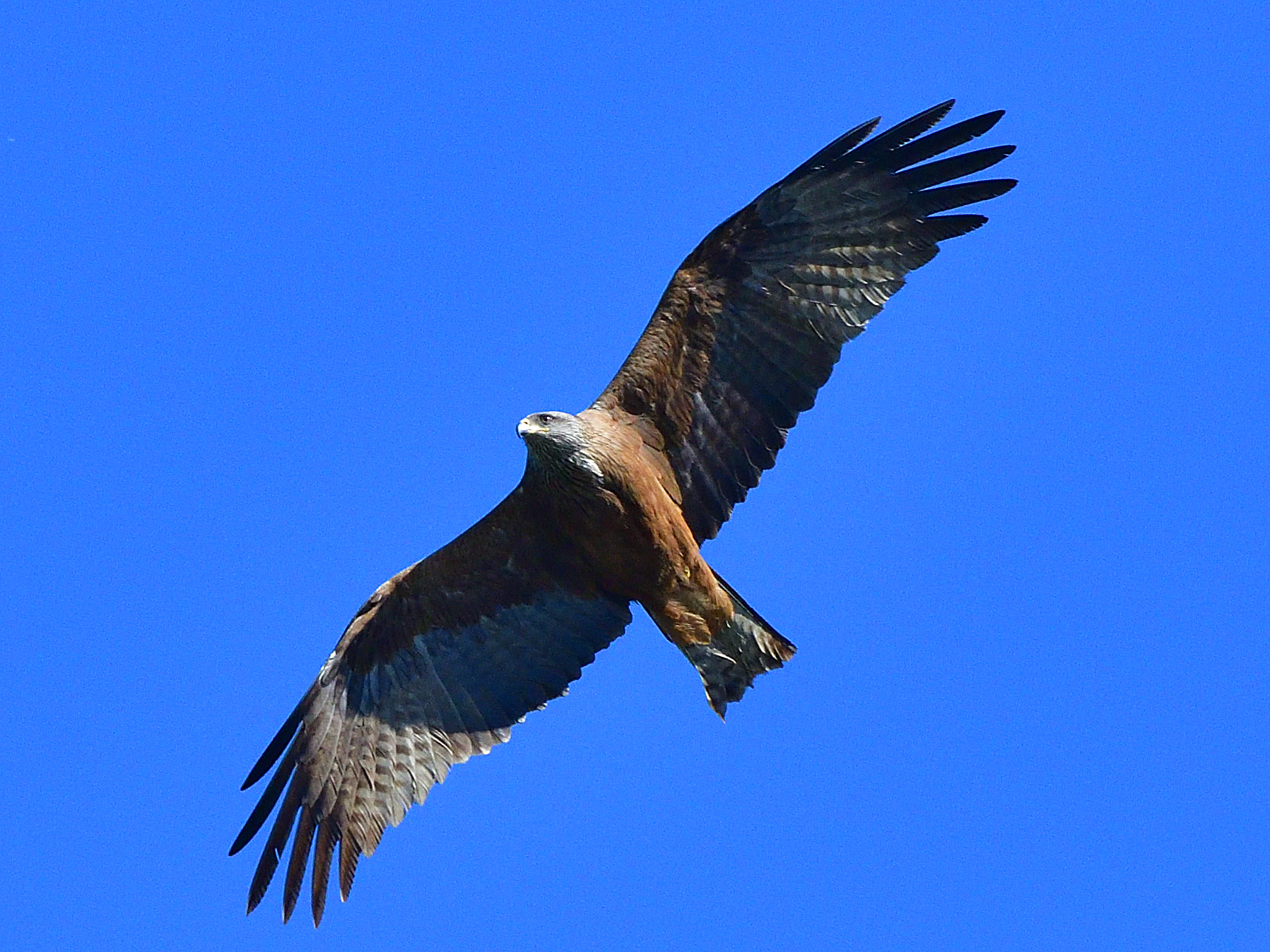 black kite.