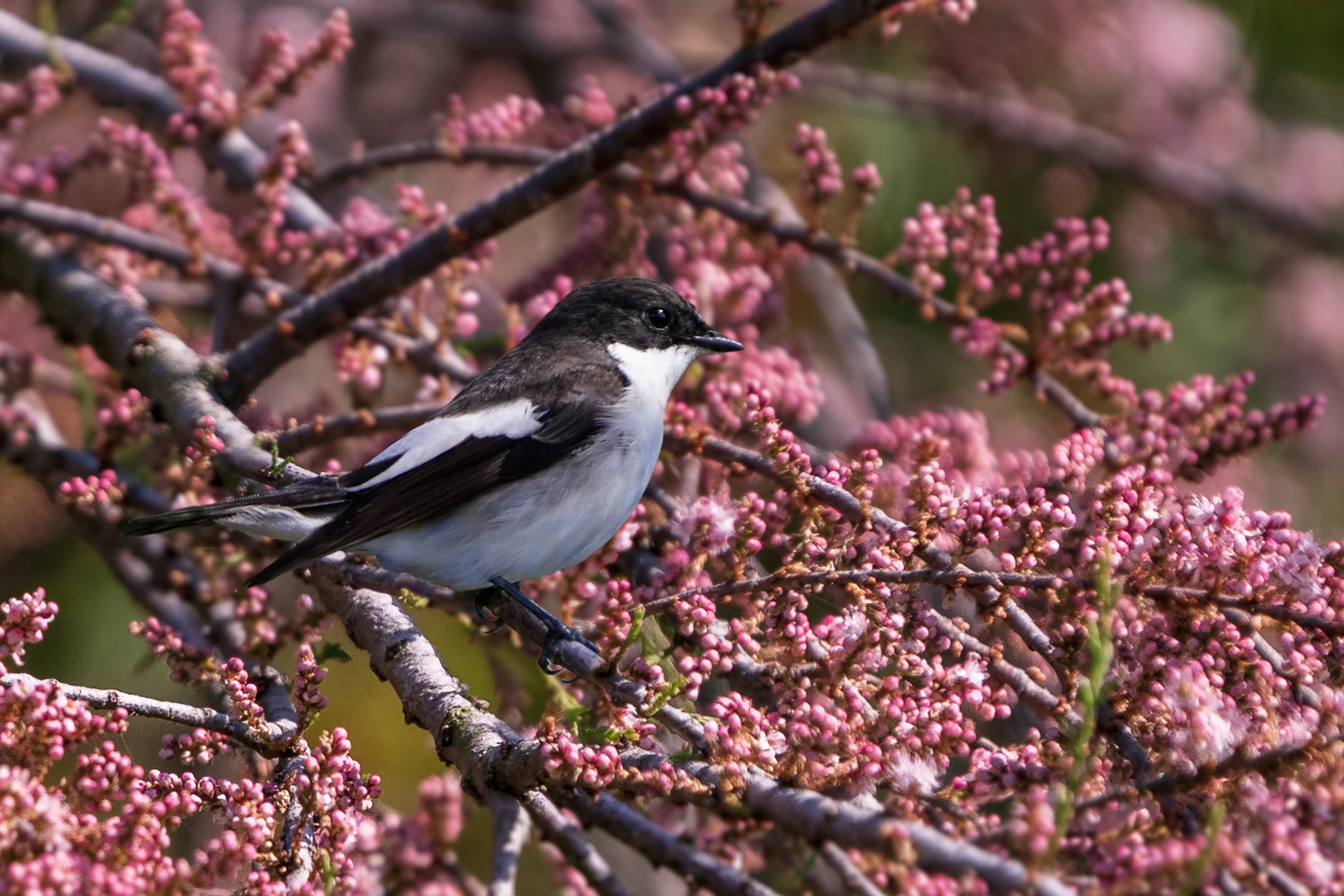 La Balia nera e la tamerice fiorita