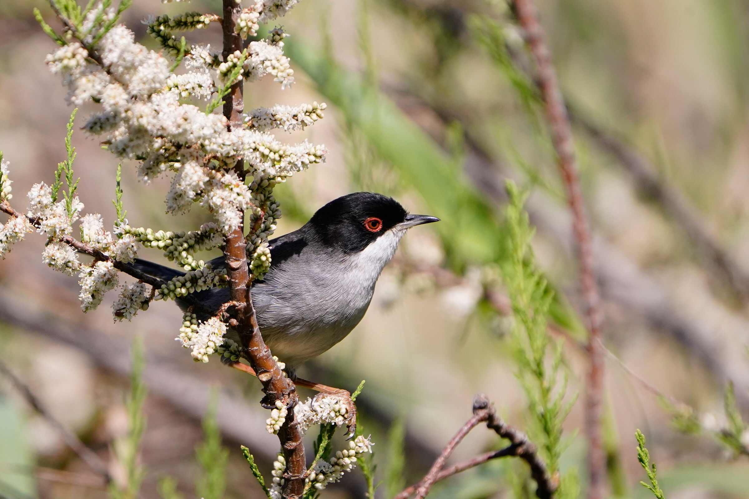 sardinian warbler