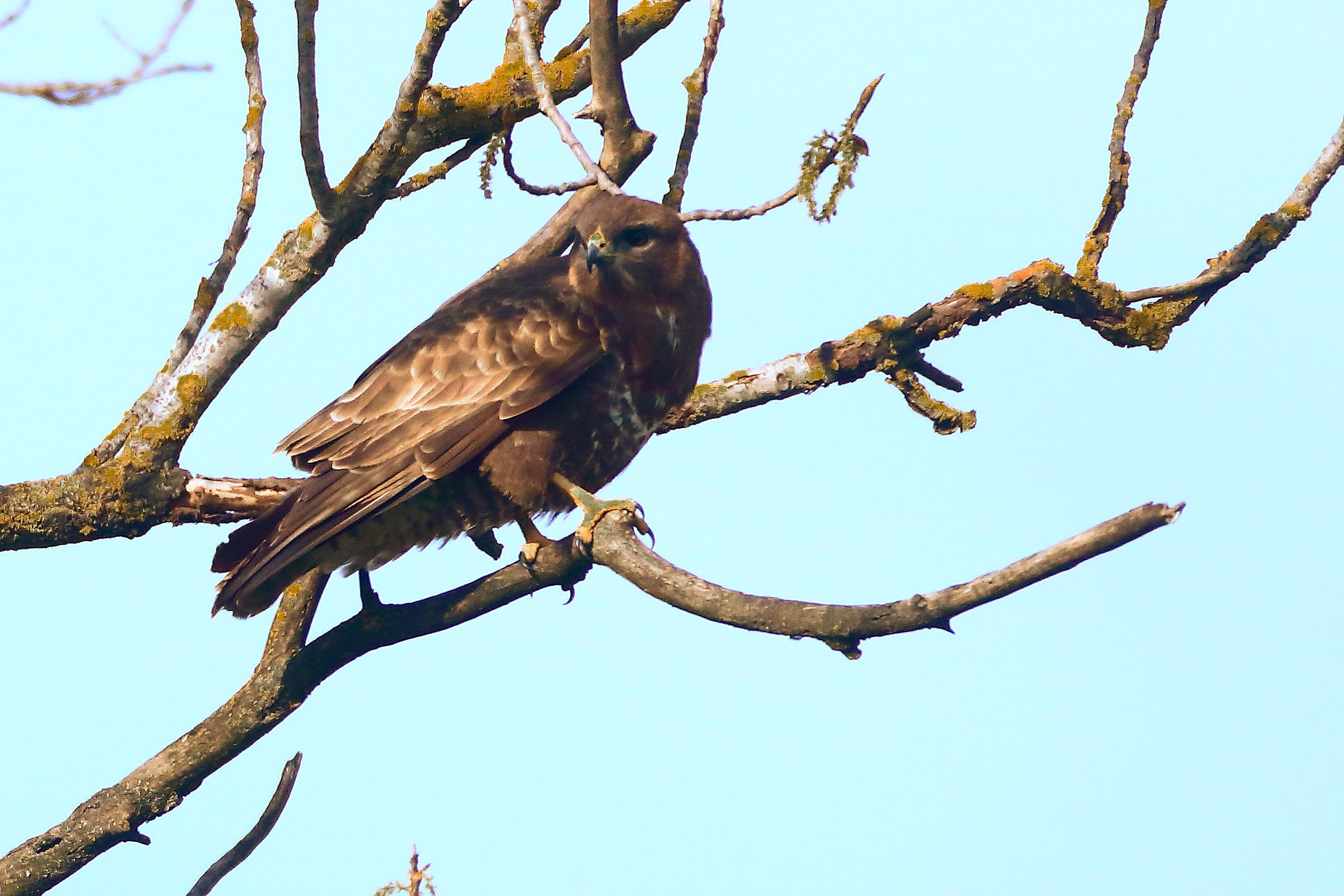 Poiana (Buteo Buteo)