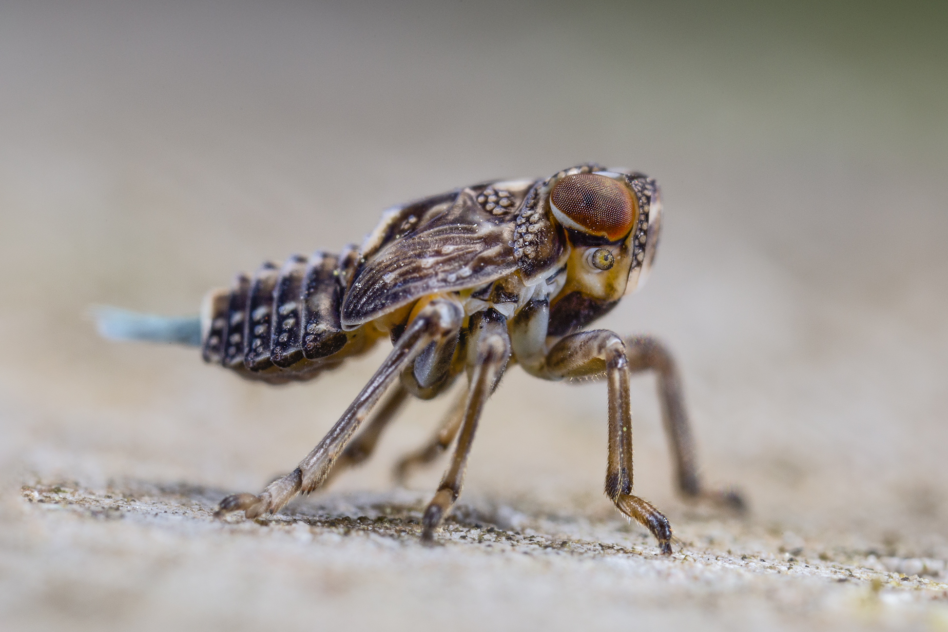 Nymph of Issidae