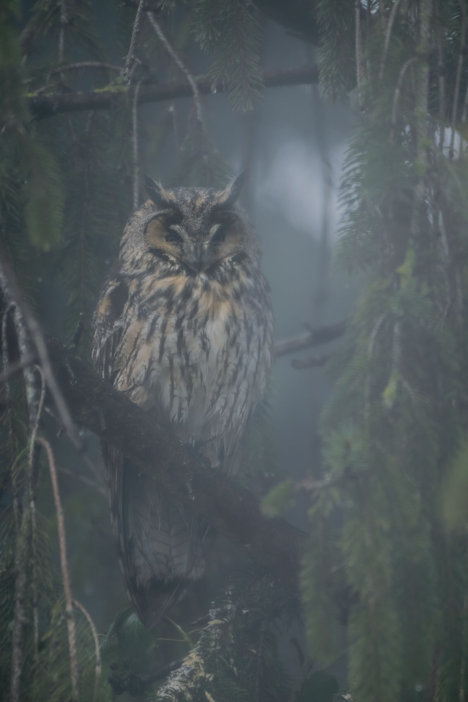 nella nebbia gufo comune
