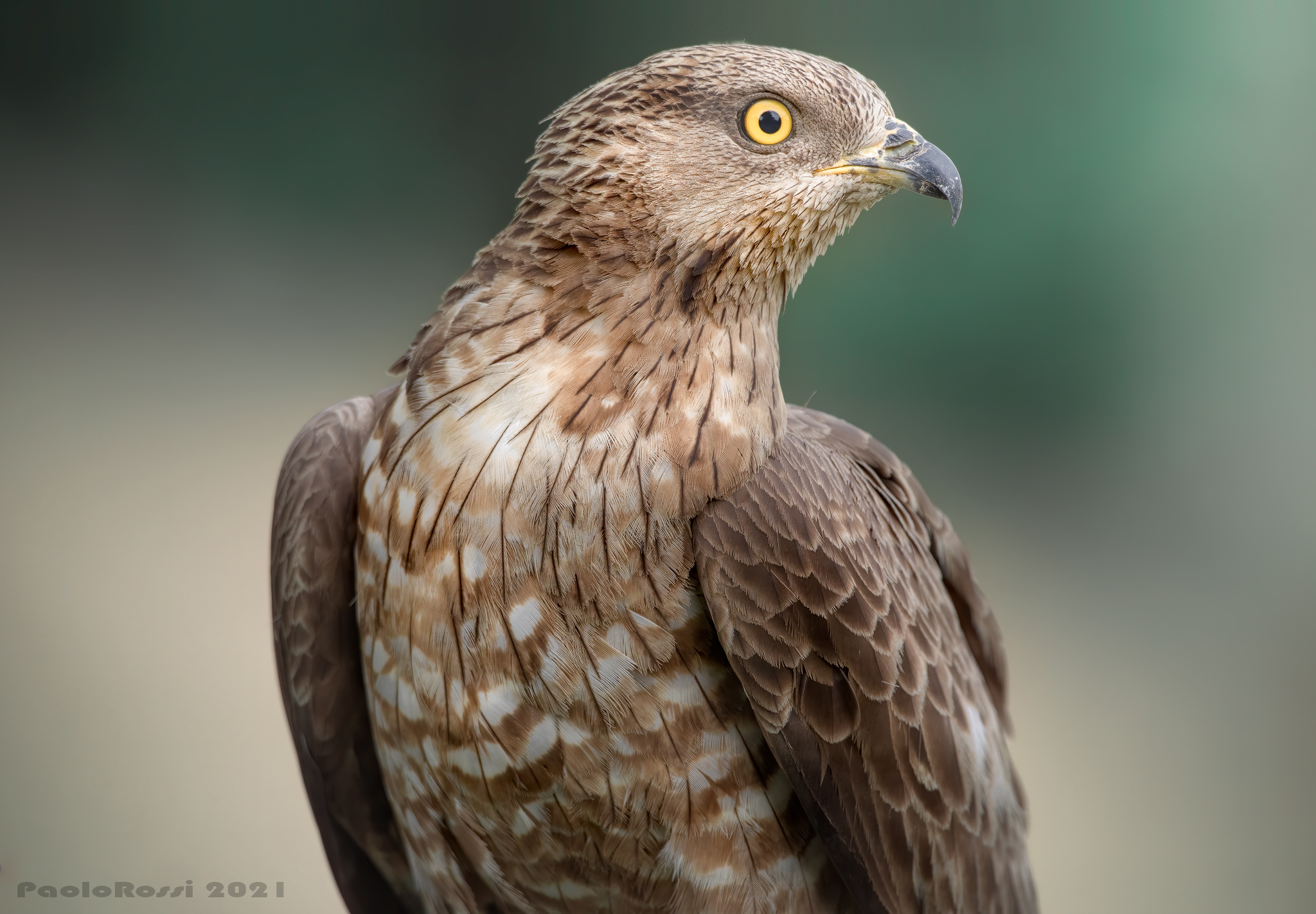 Falco pecchiaiolo...