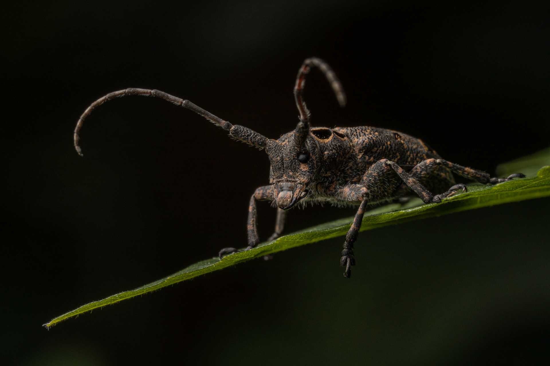 Alien antennae