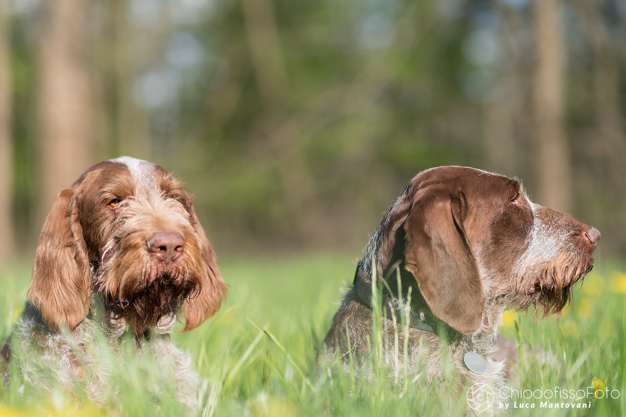 Cunning and Lady in the Meadow