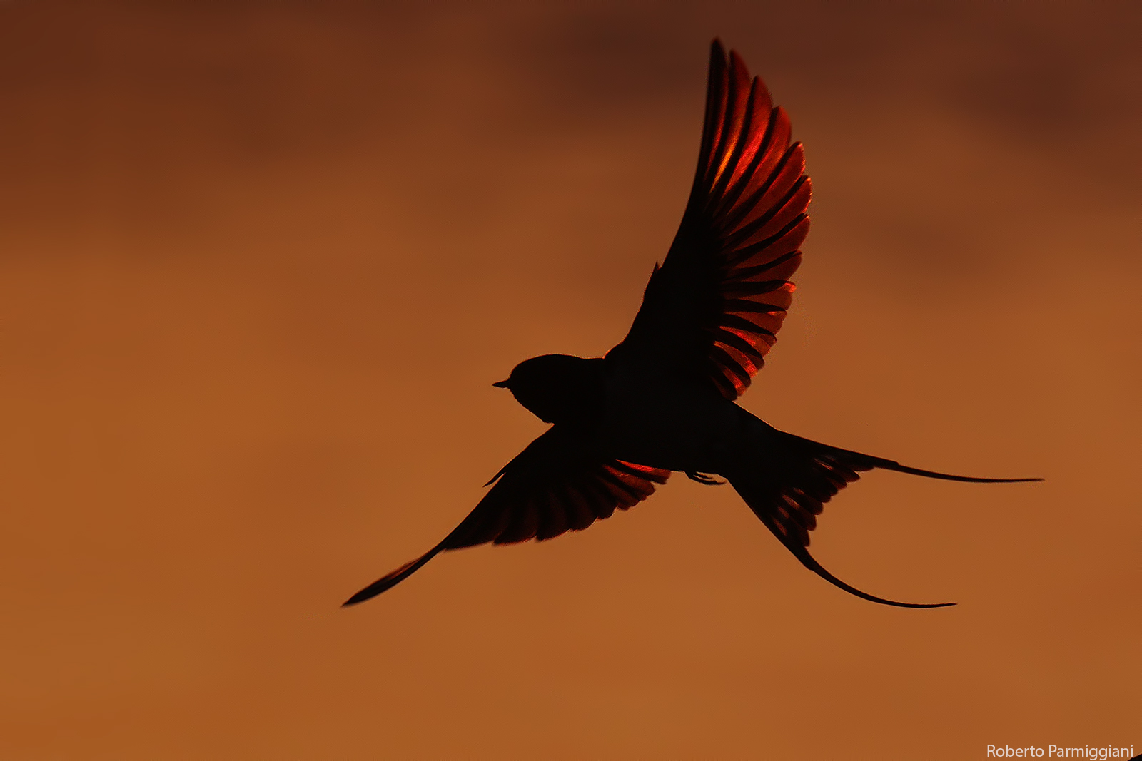 Una rondine non fa primavera II