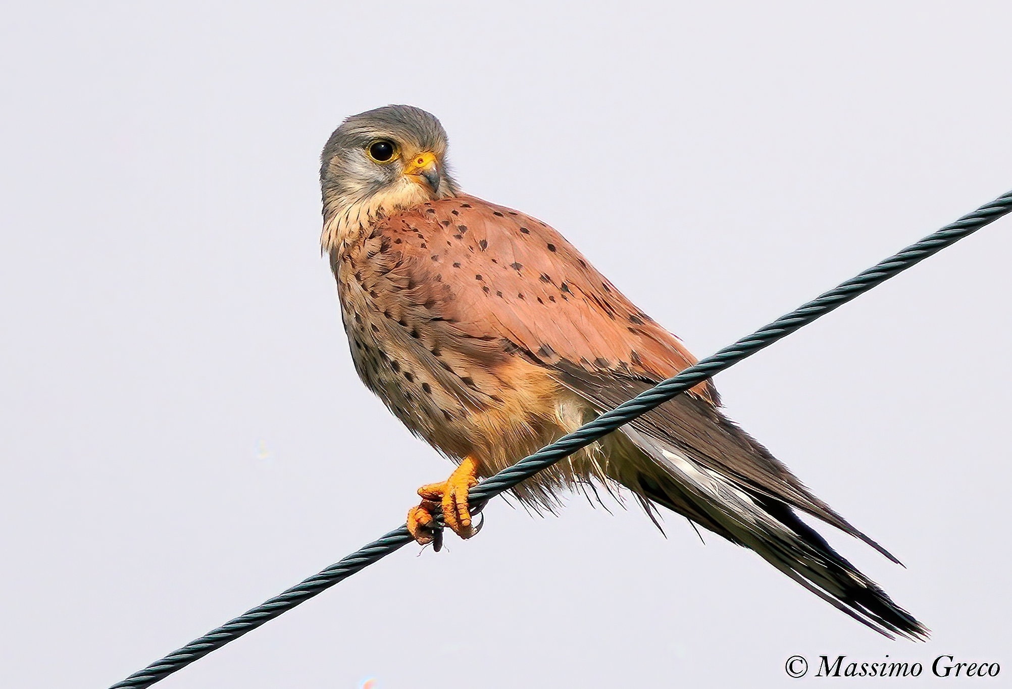 Gstreg (Falco tinnunculus)
